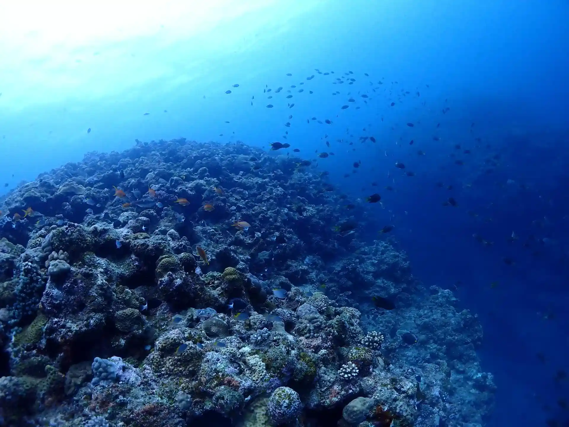 다이빙 포인트 사진