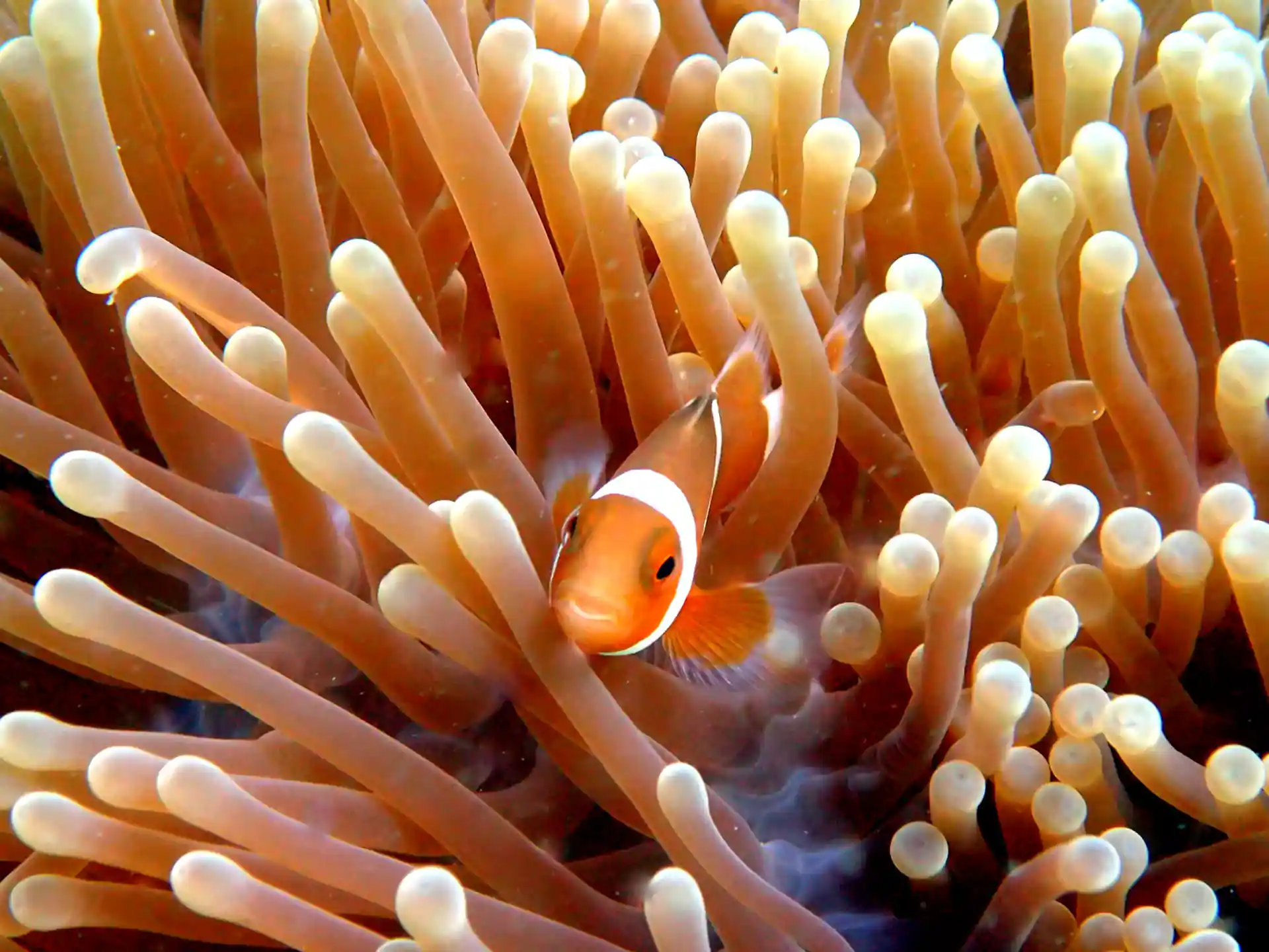 Clown fish