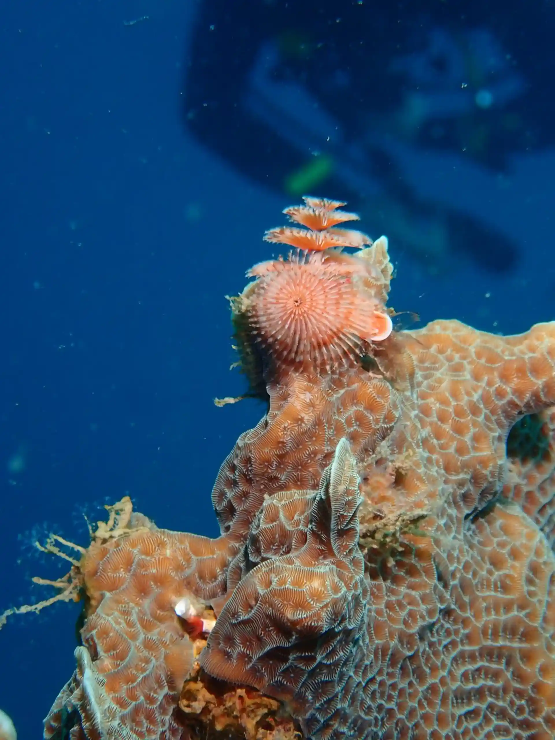 Dive site photo