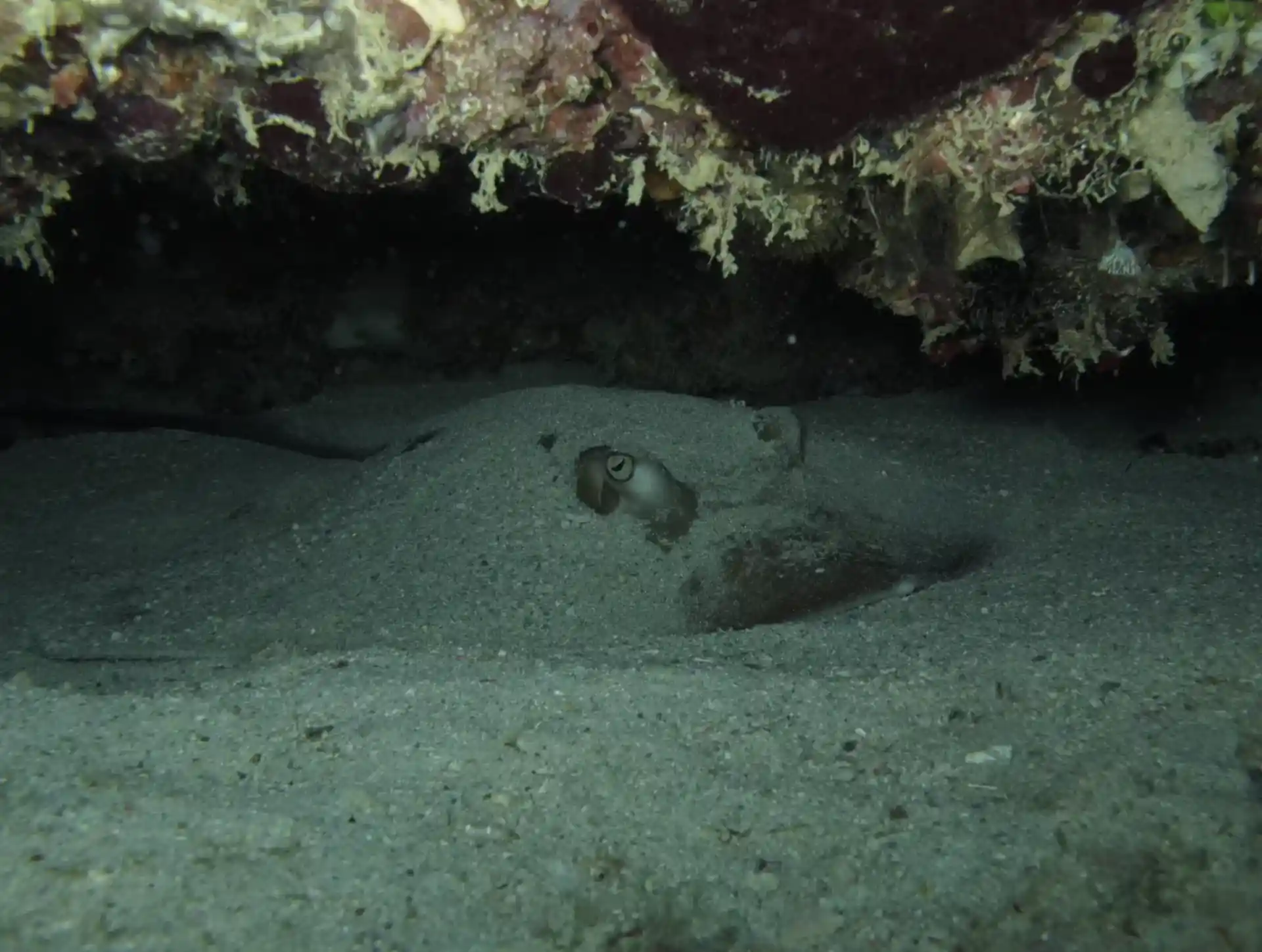 Foto del sitio de buceo