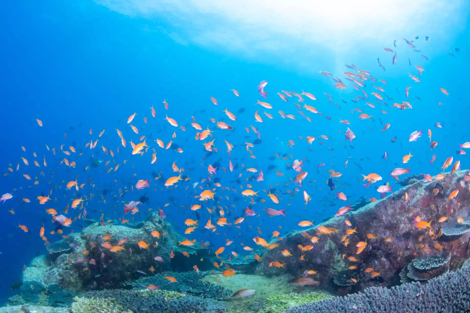 Dive shop photo