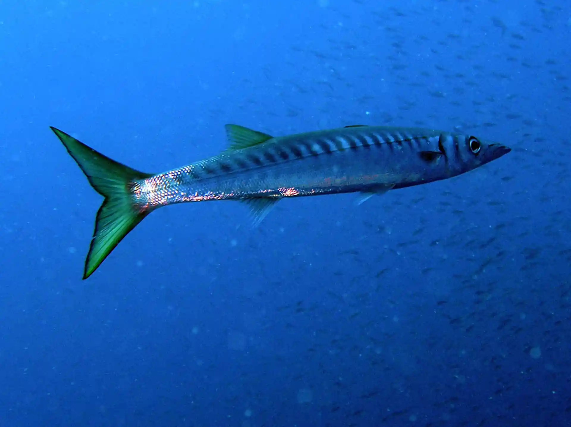 다이빙 포인트 사진