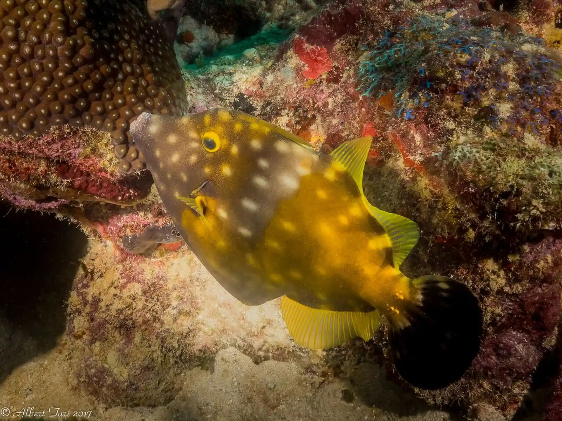 Dive site photo