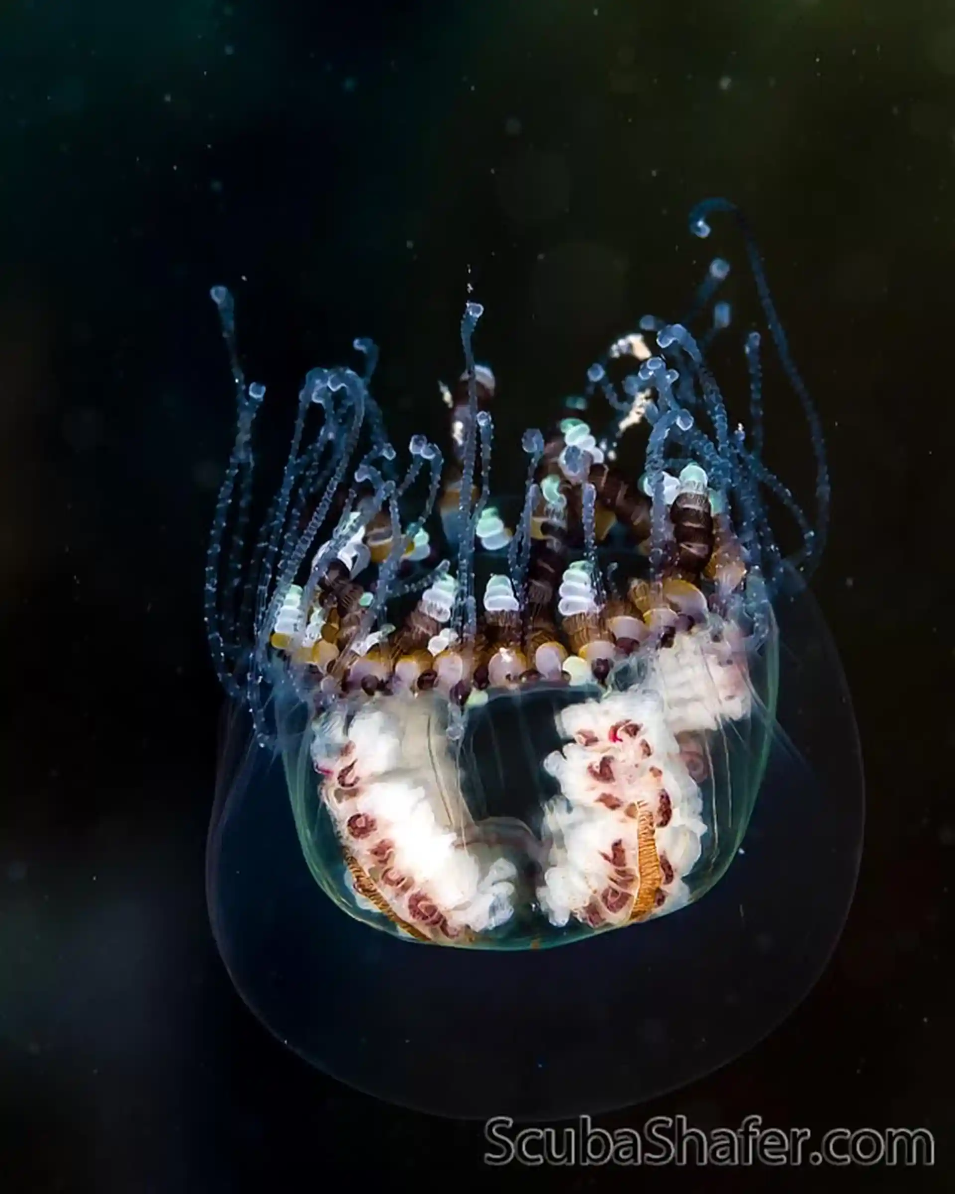 Dive site photo