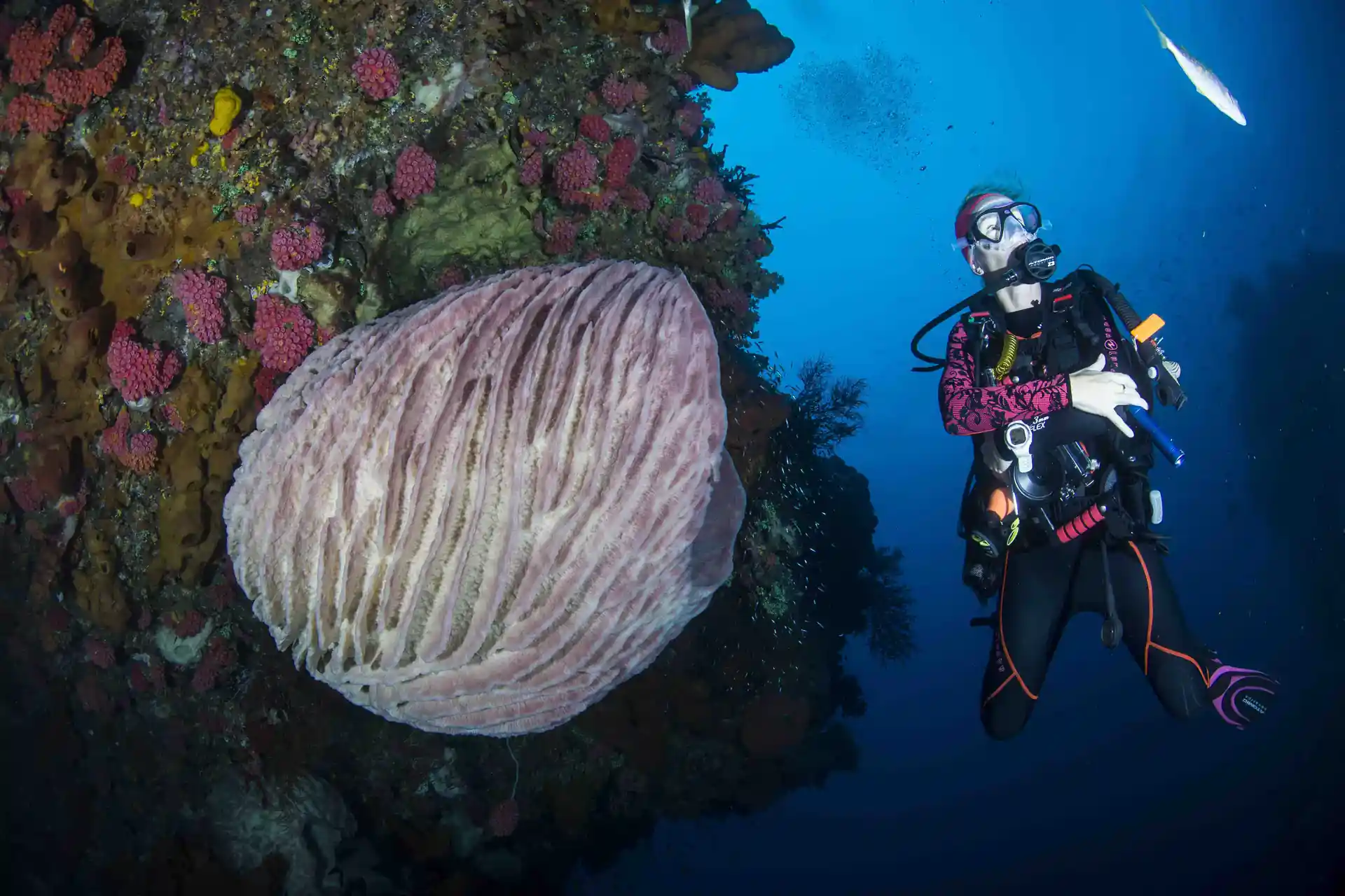 You can dive until 30 m deep. As a PADI AOWD diver you can go for a dive safari!