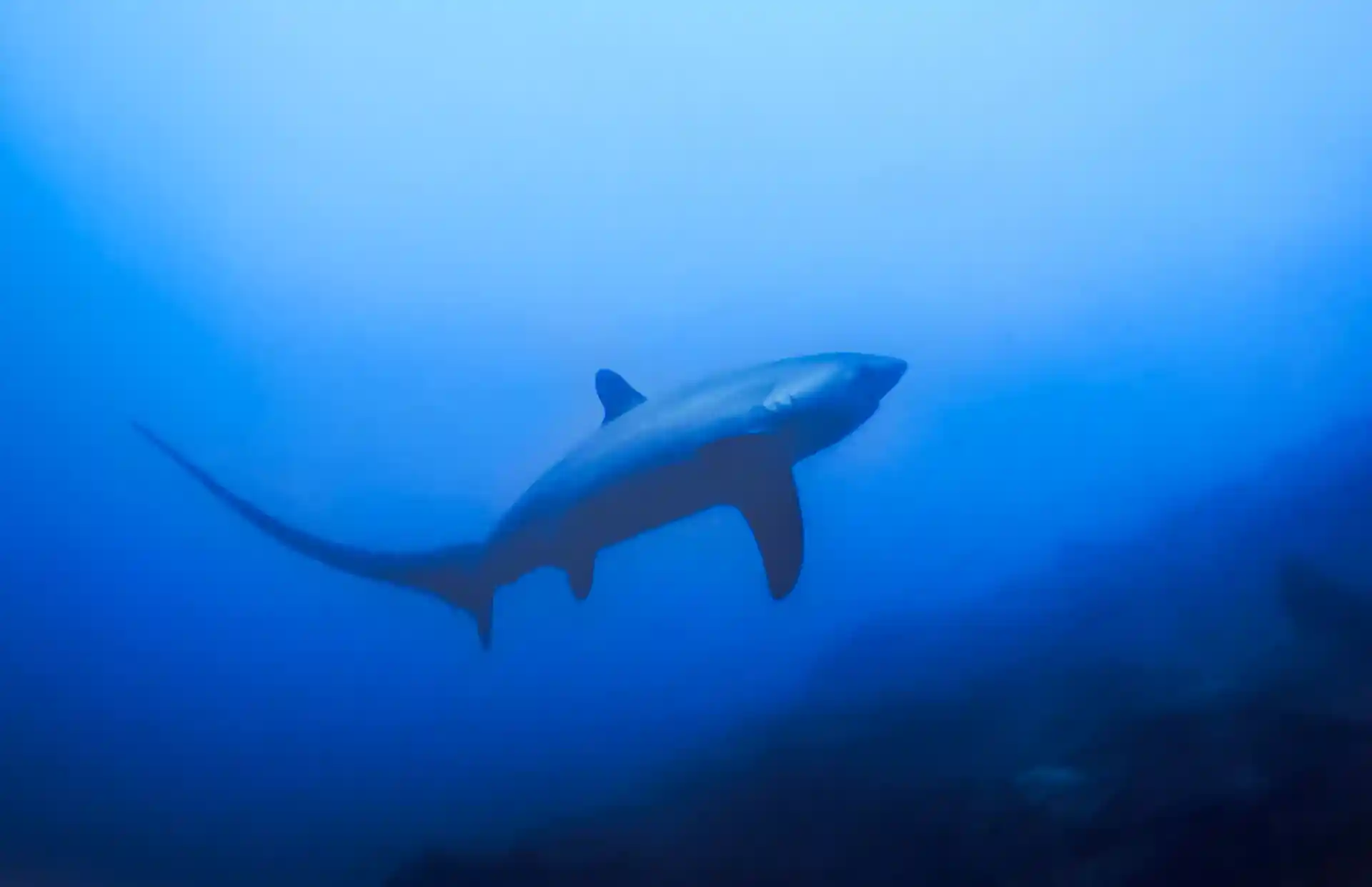 Foto del sitio de buceo