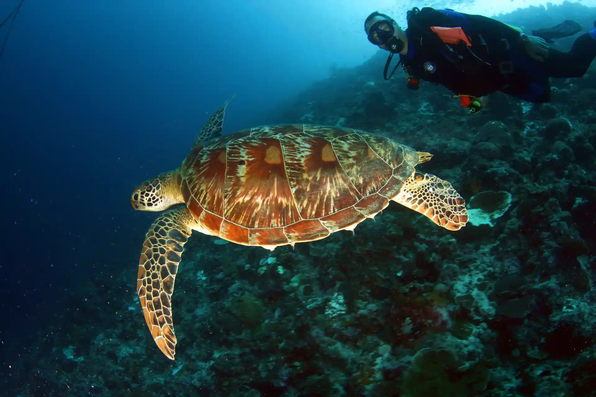 Photo de l'activité