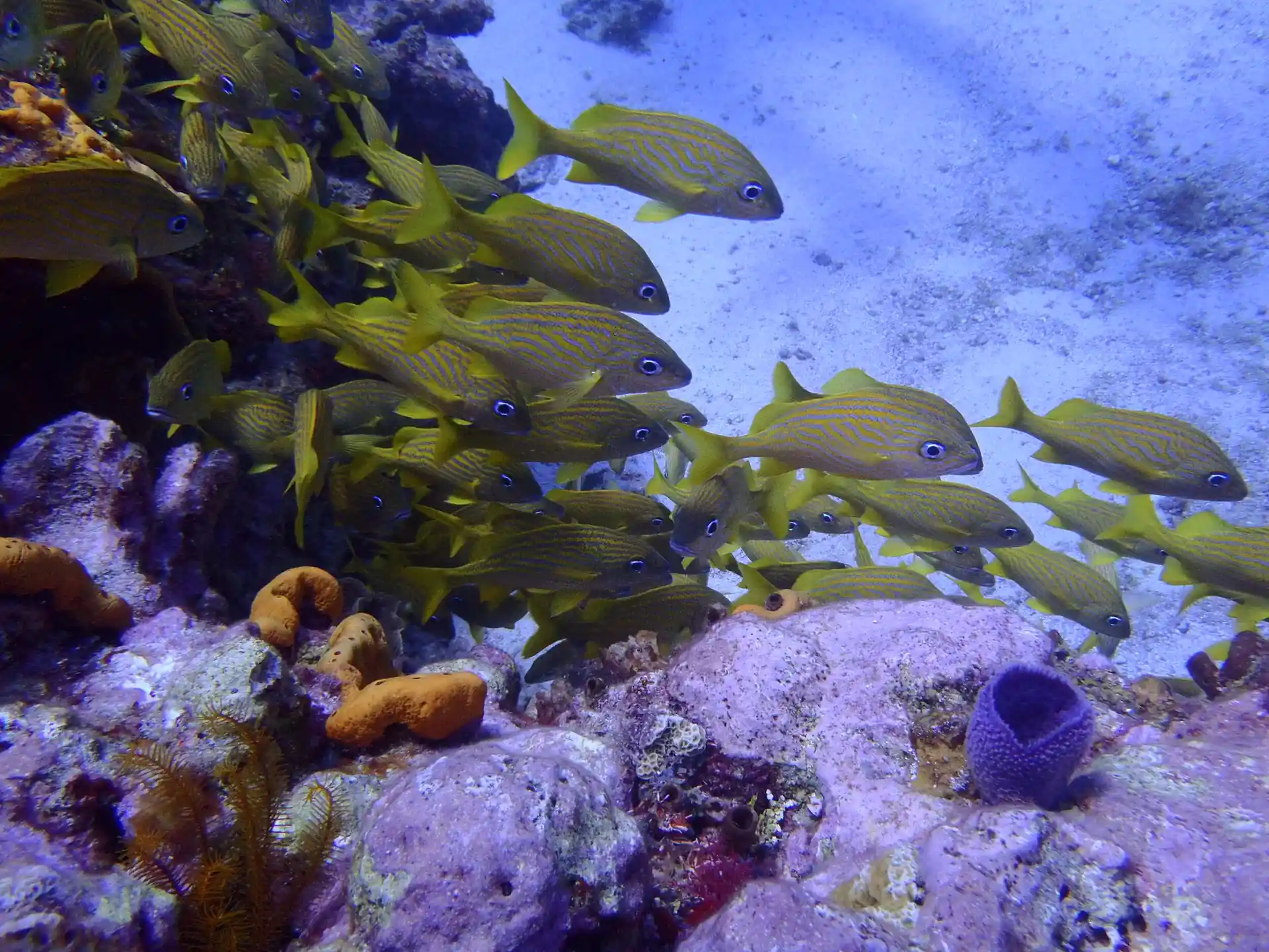 Foto de la tienda de buceo