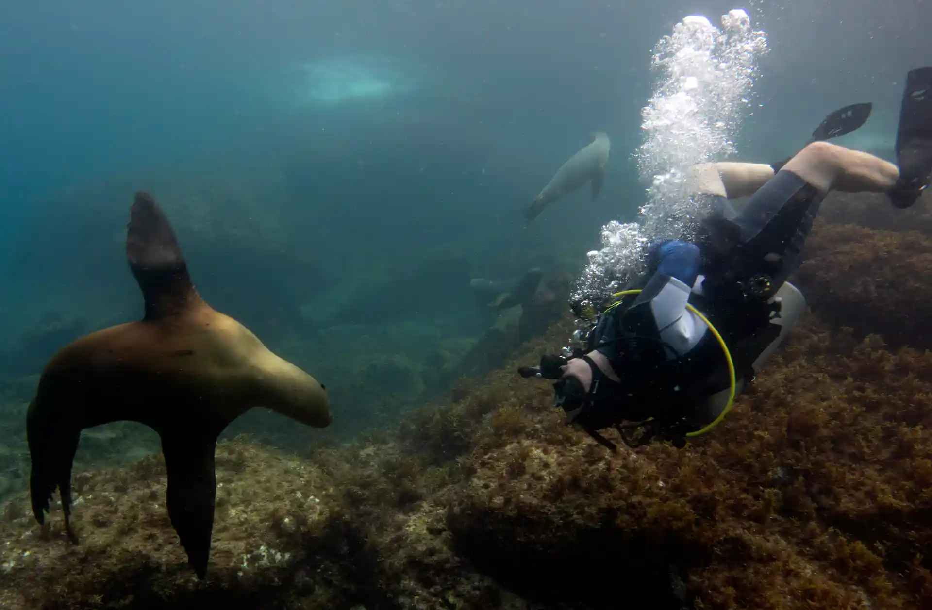 Foto de la tienda de buceo