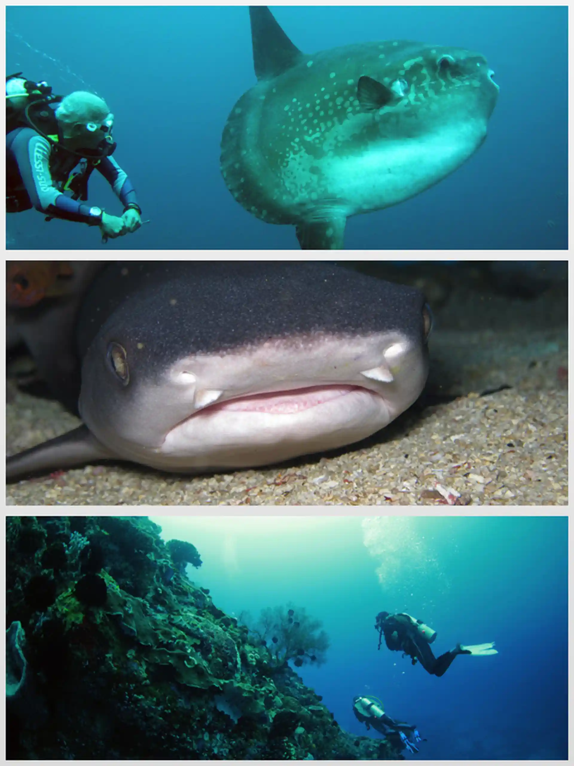 Photo du site de plongée