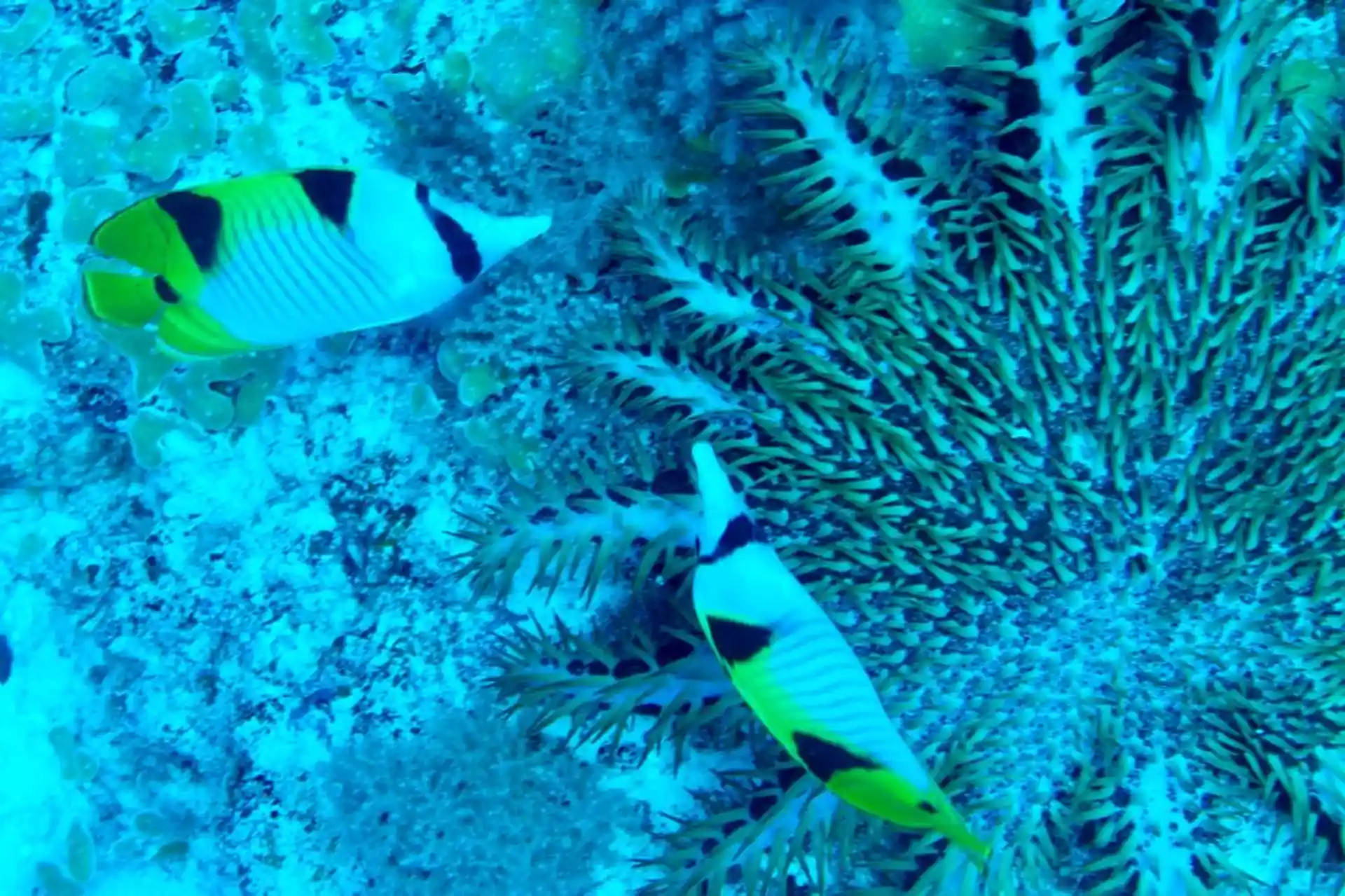 Dive site photo