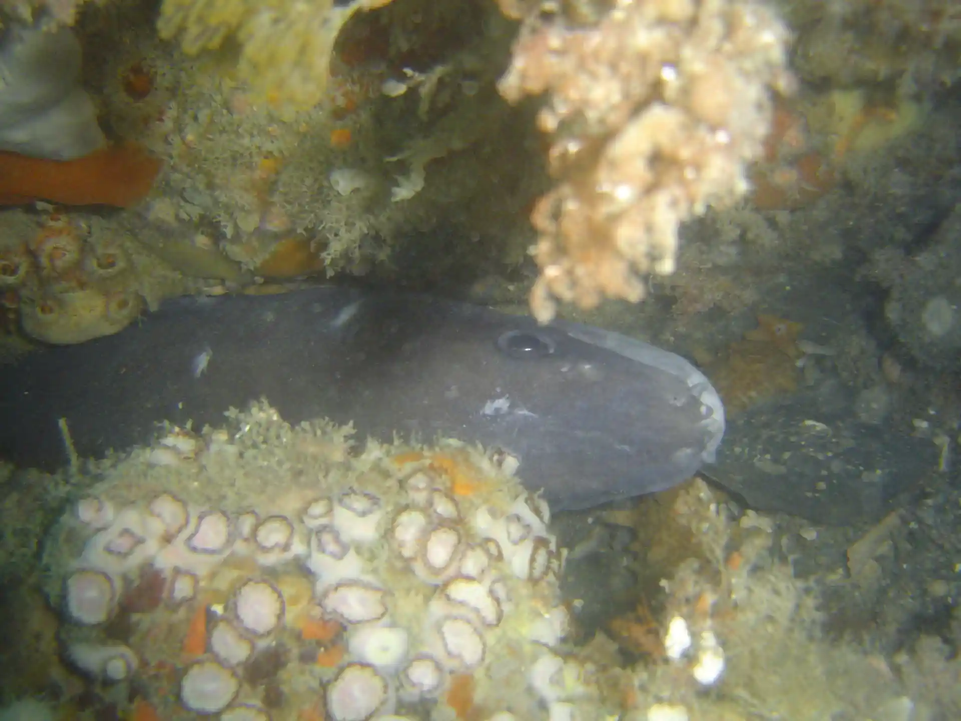 Dive site photo