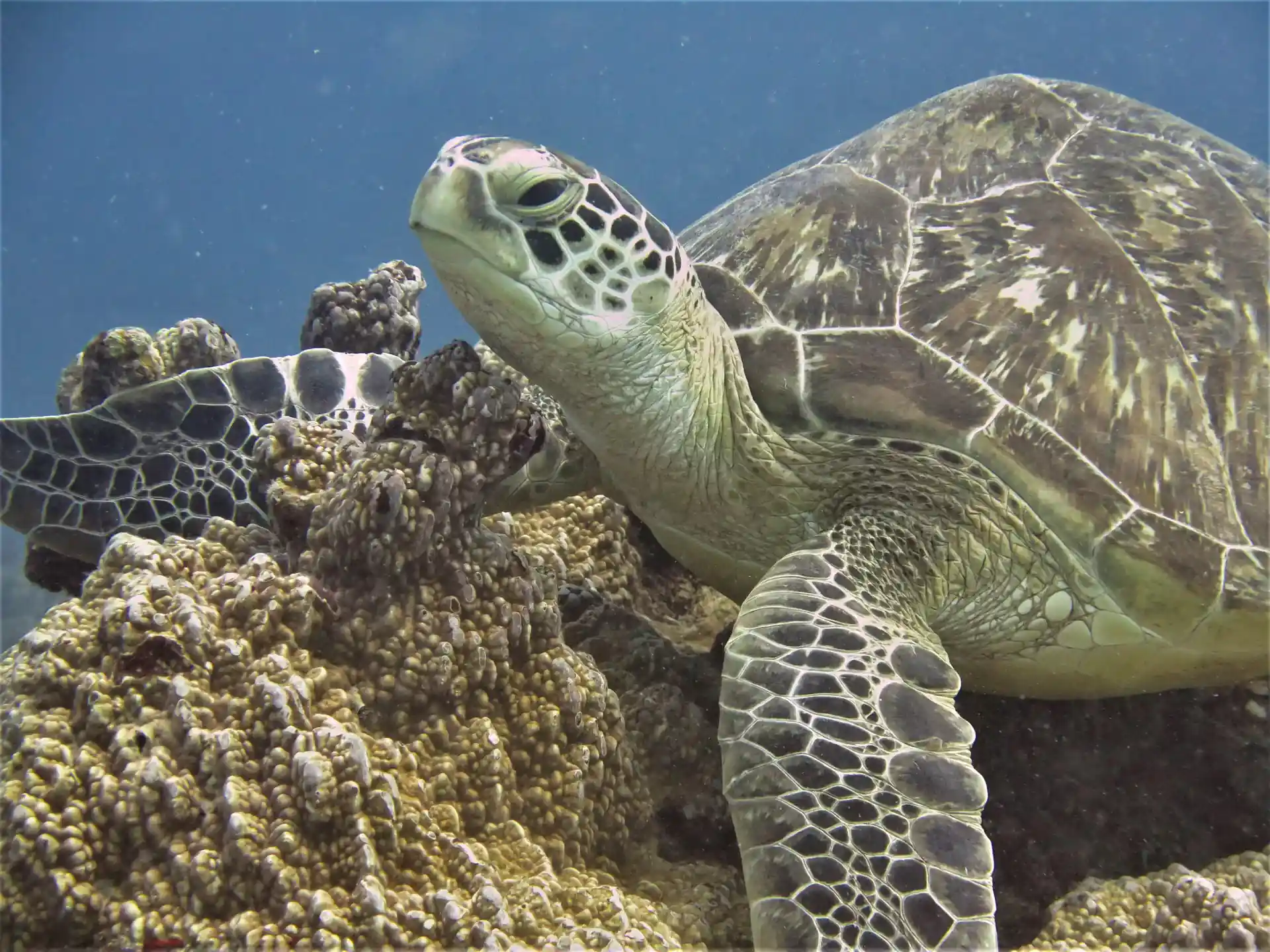 Green turtle seen during a Discover Scuba Diving boat dive in Mauritius