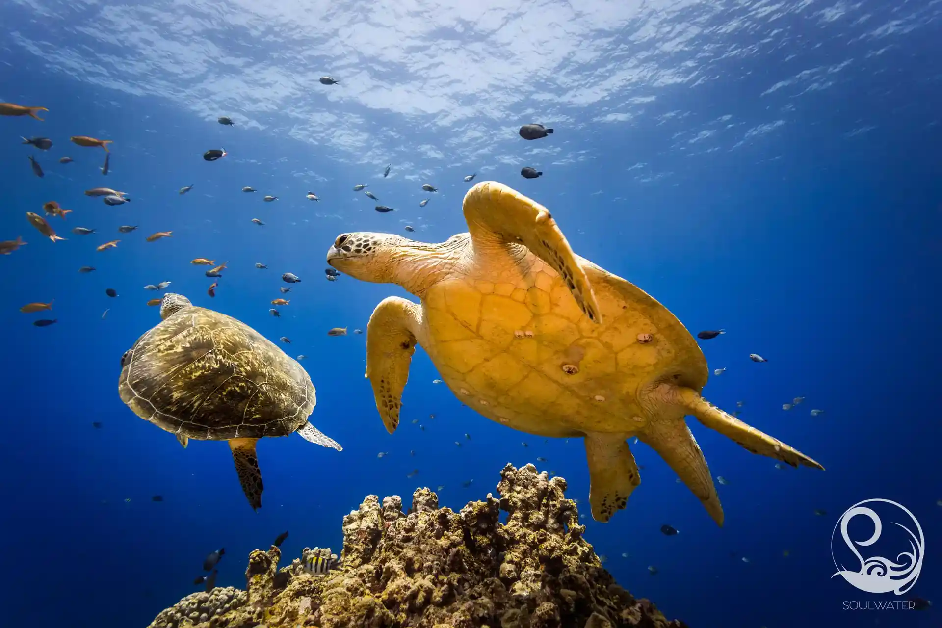 다이빙 포인트 사진