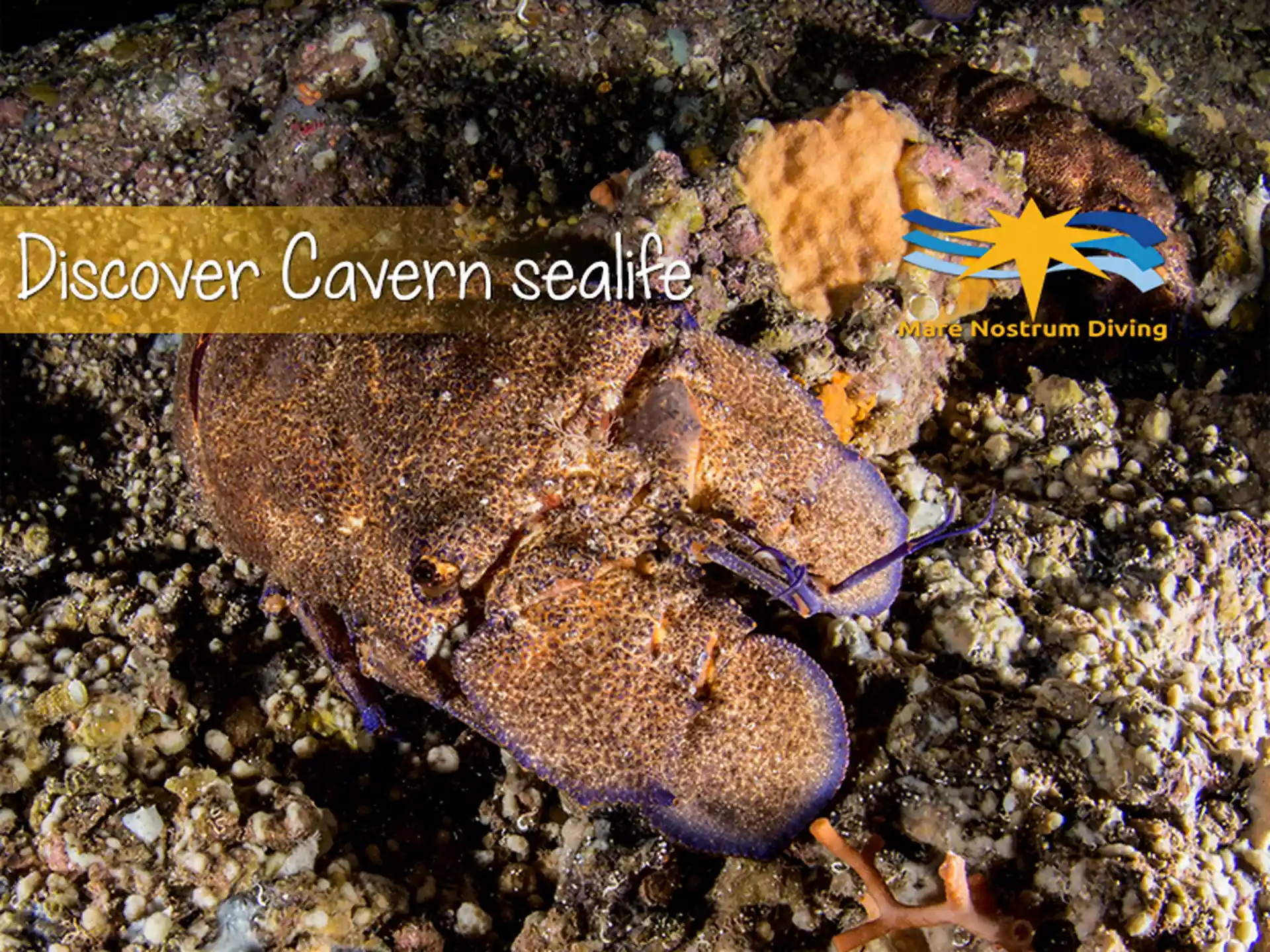 Scopri le specie che vivono all'interno delle caverne sottomarine