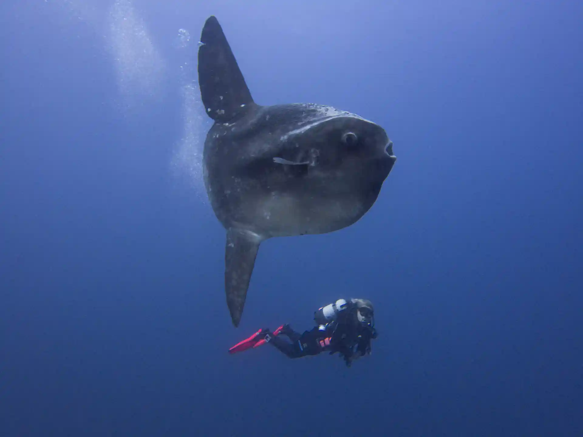 Every dive is different – and every one memorable