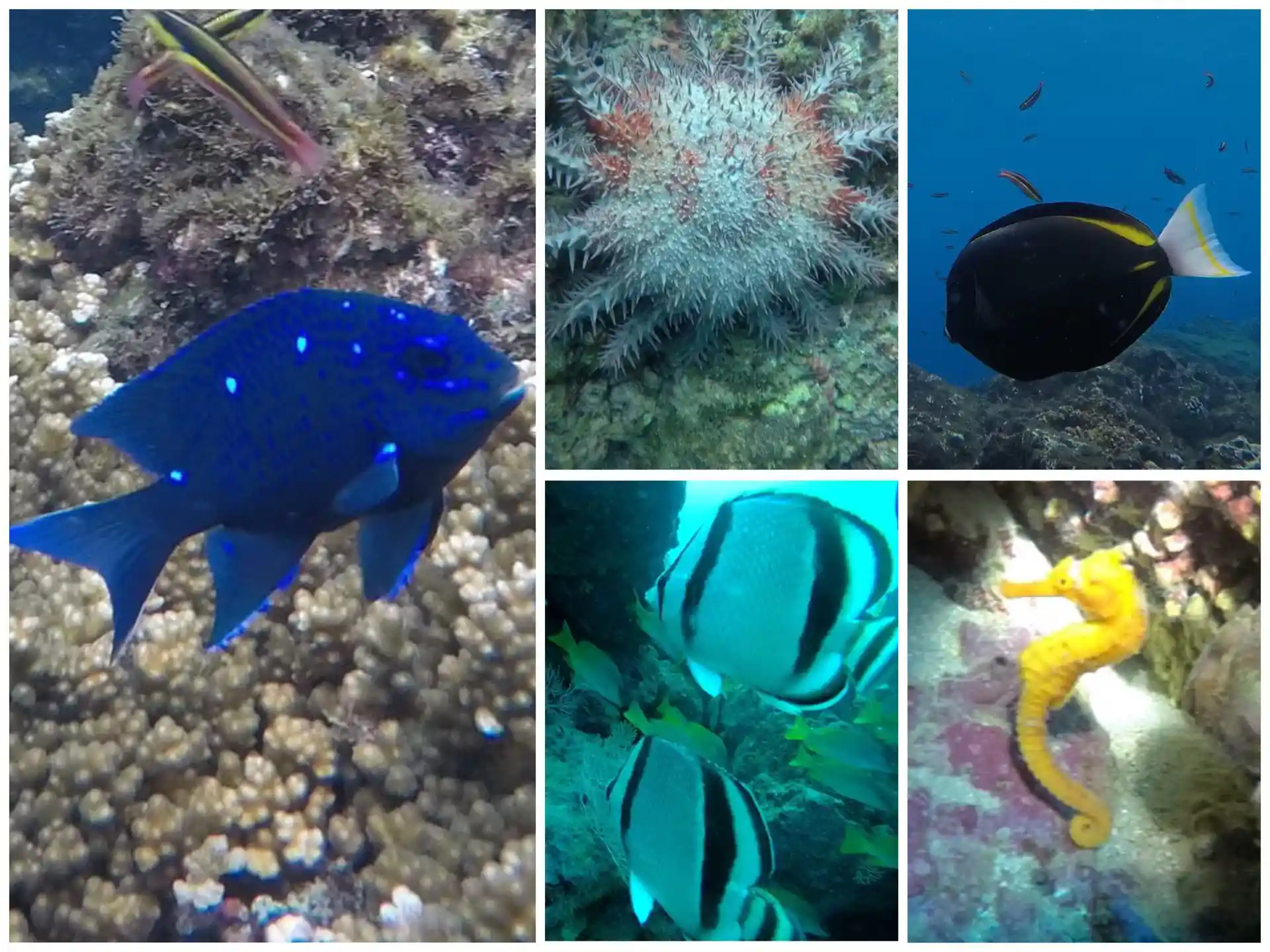 ダイビングサイトの写真