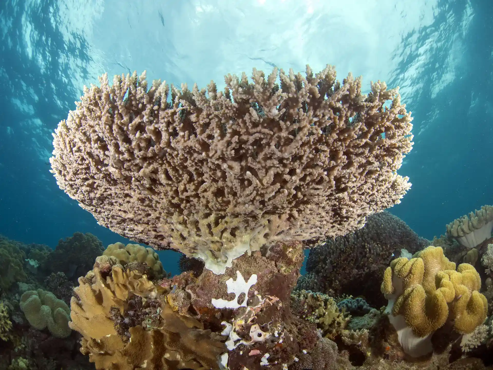 Dive site photo