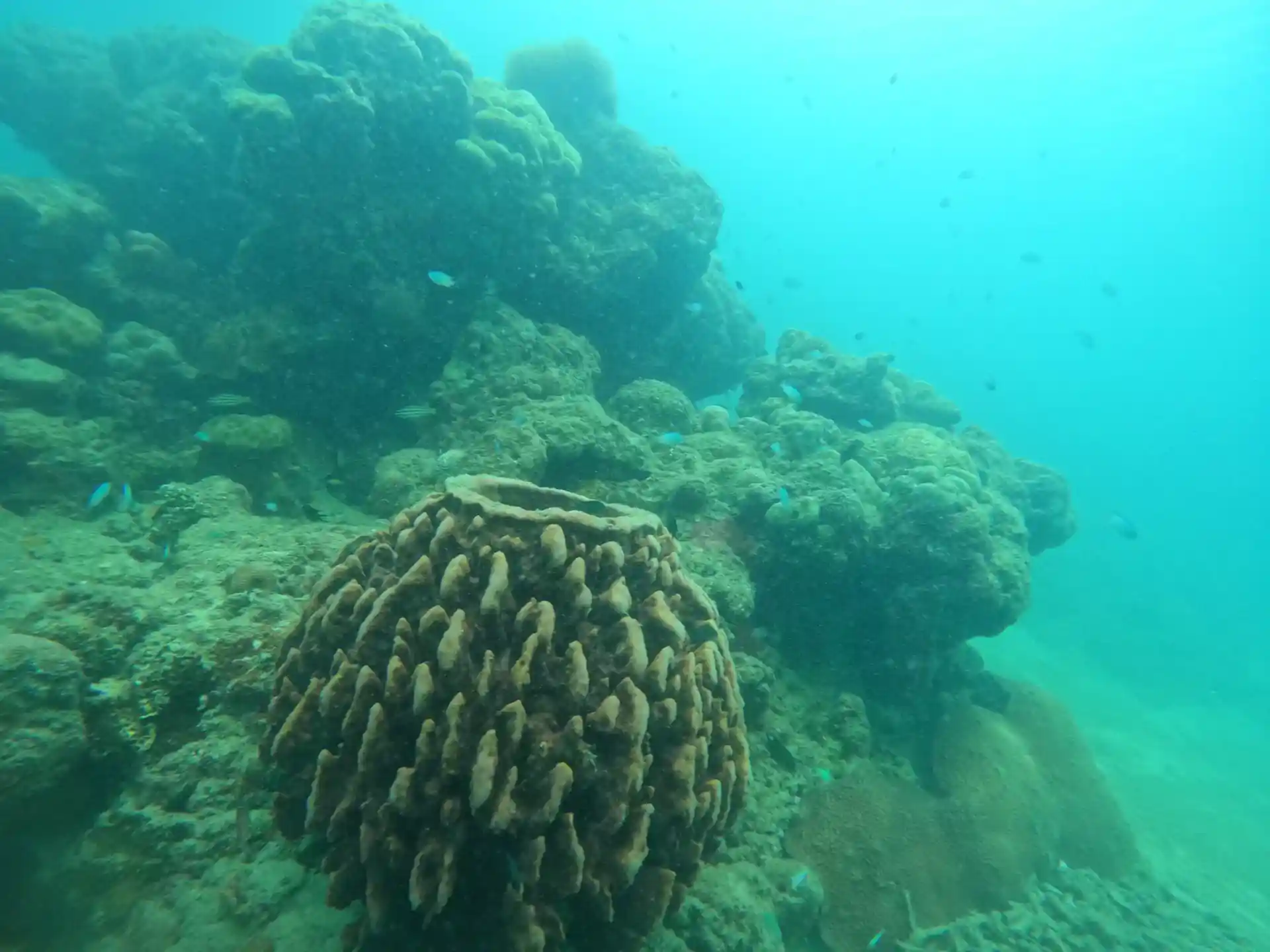 Dive site photo