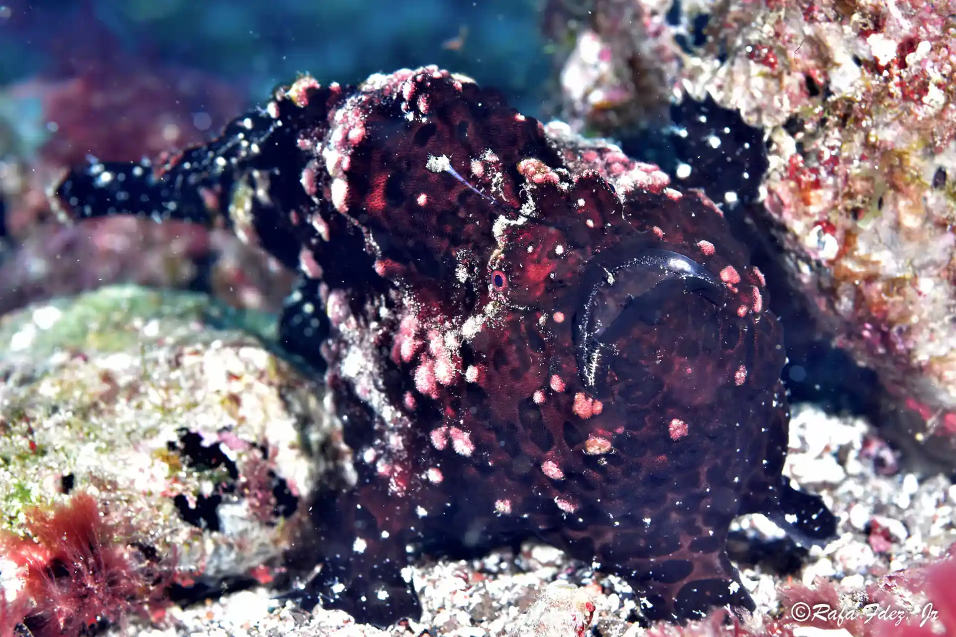 Dive site photo