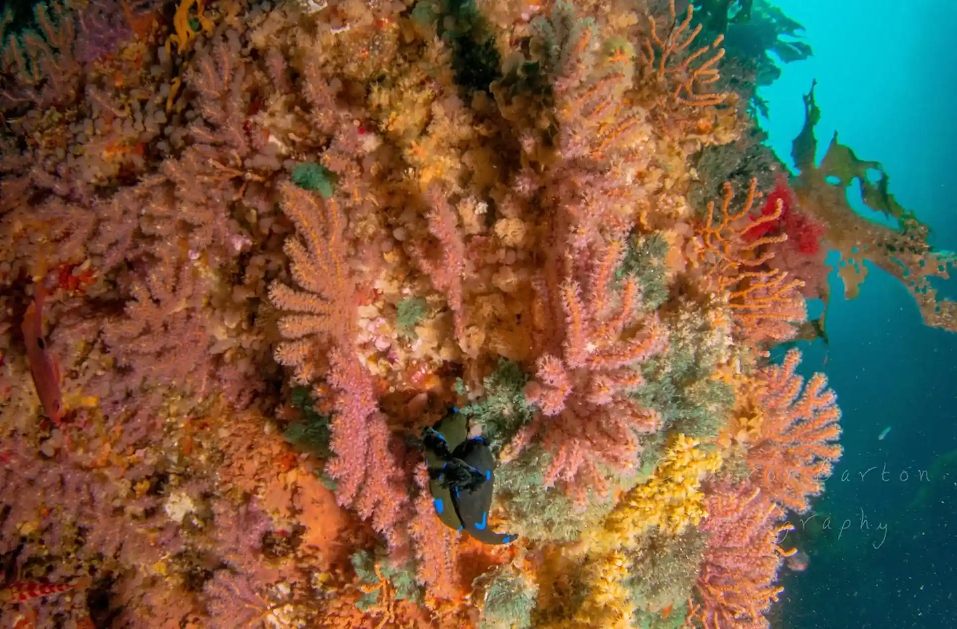 Dive site photo