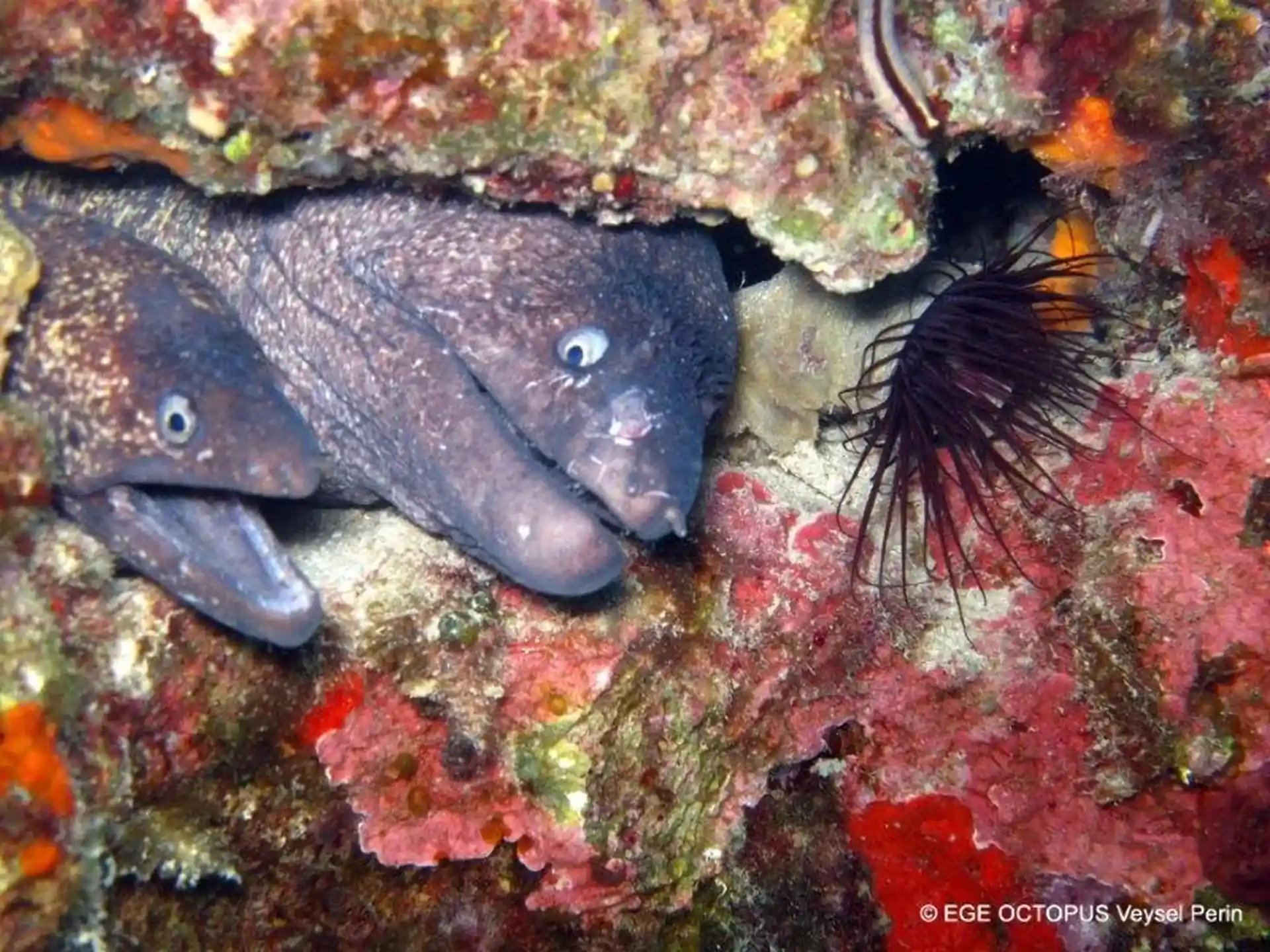 Foto del sitio de buceo