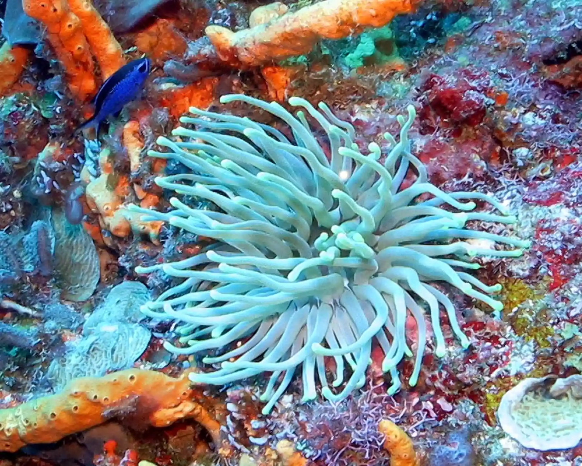 Cozumel is known a diving island, cause we have the reefs so near our beaches. Keep in mind that the best spots are on the protected area of Cozumel.