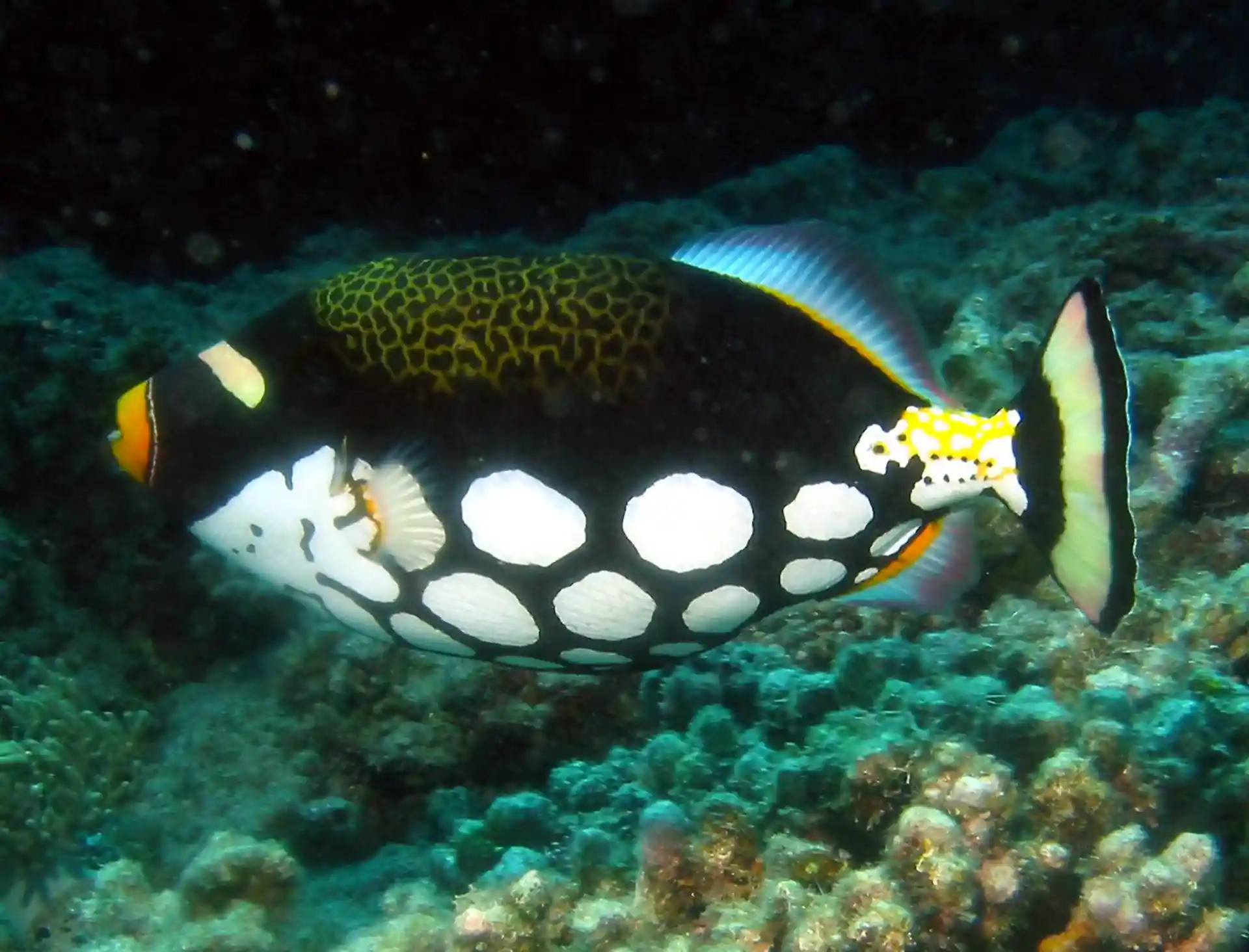 Dive site photo