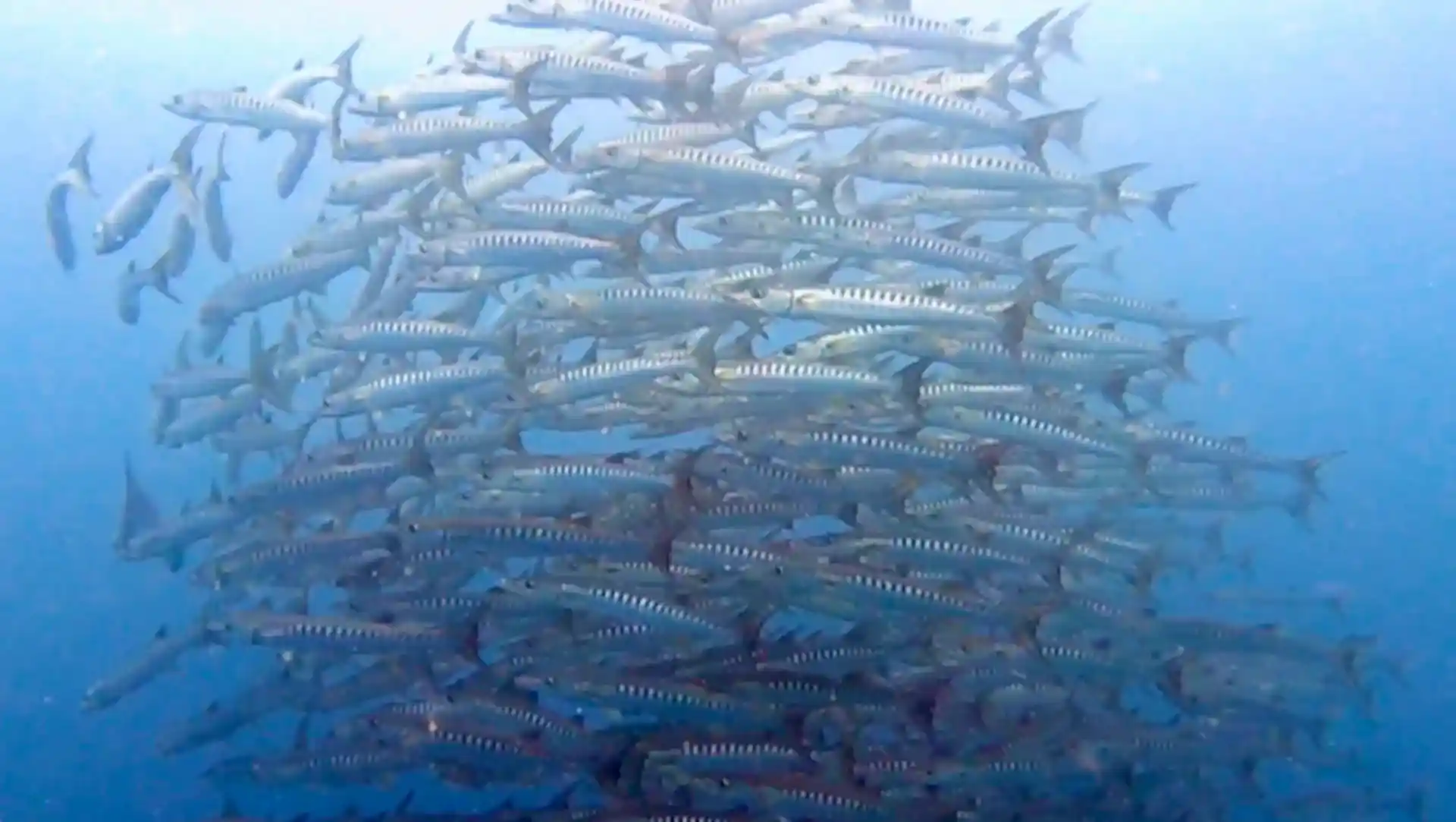 Dive site photo