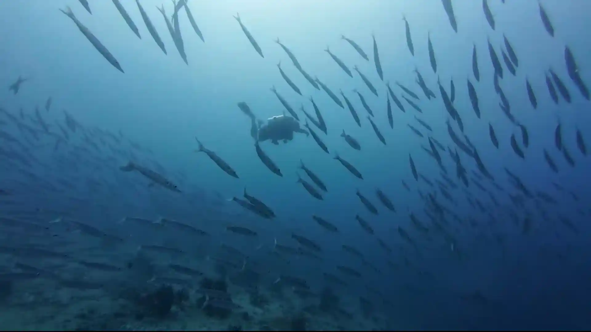 Dive site photo