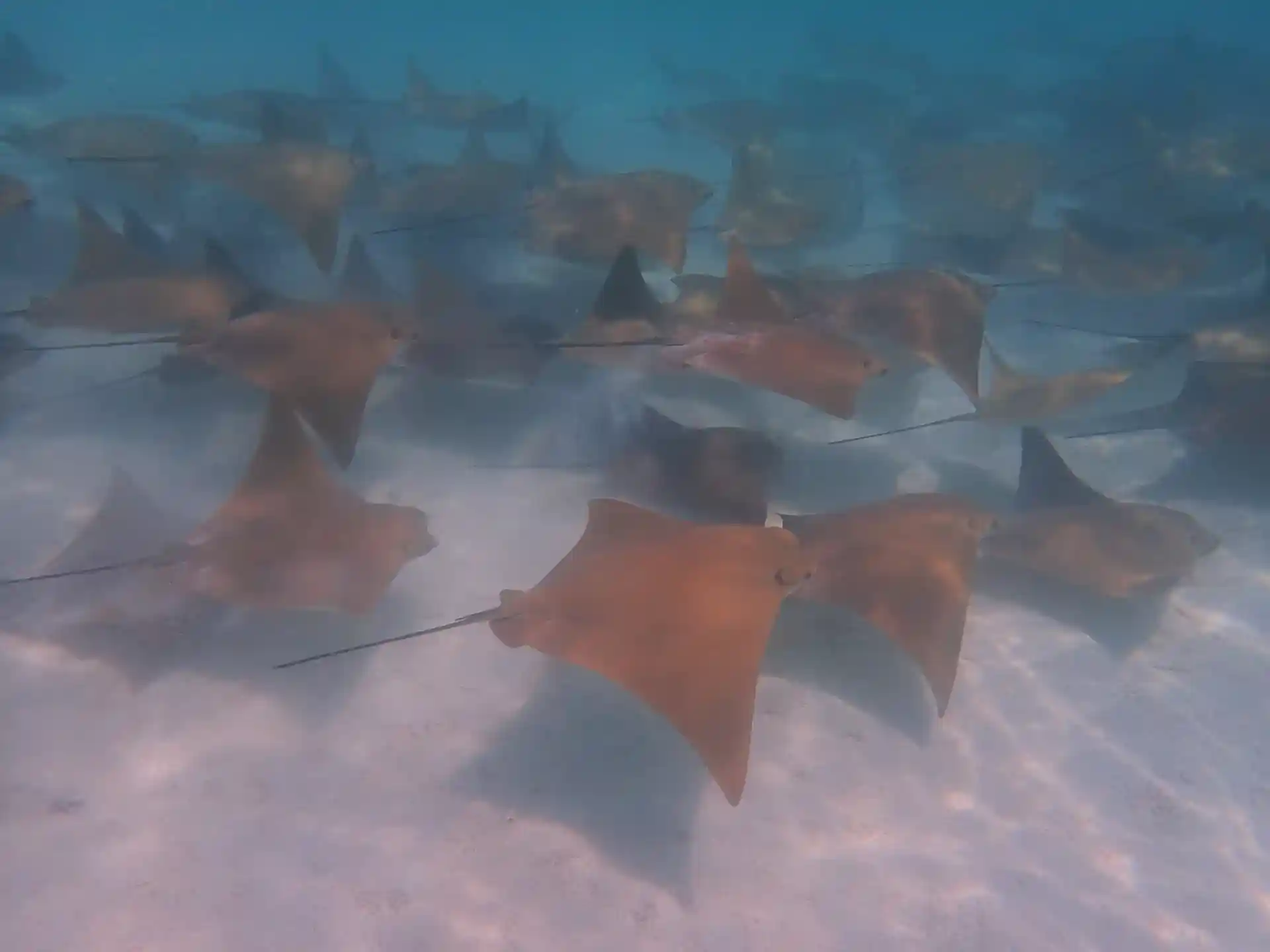 Fiebre de rayas nariz de vaca en Cabo Pulmo