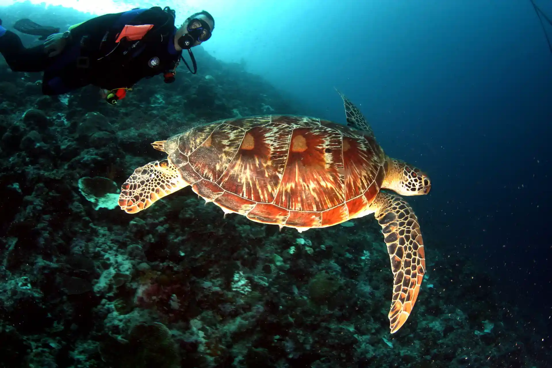 다이빙 포인트 사진