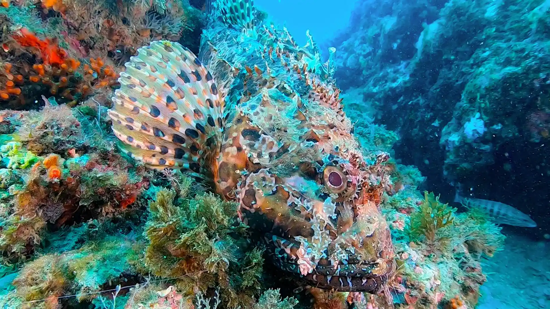 Foto del sitio de buceo