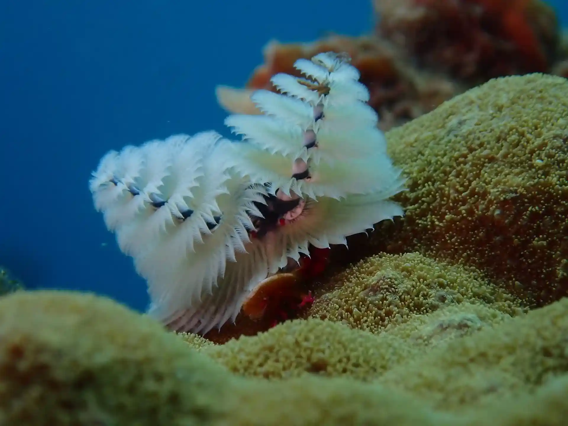 Dive site photo