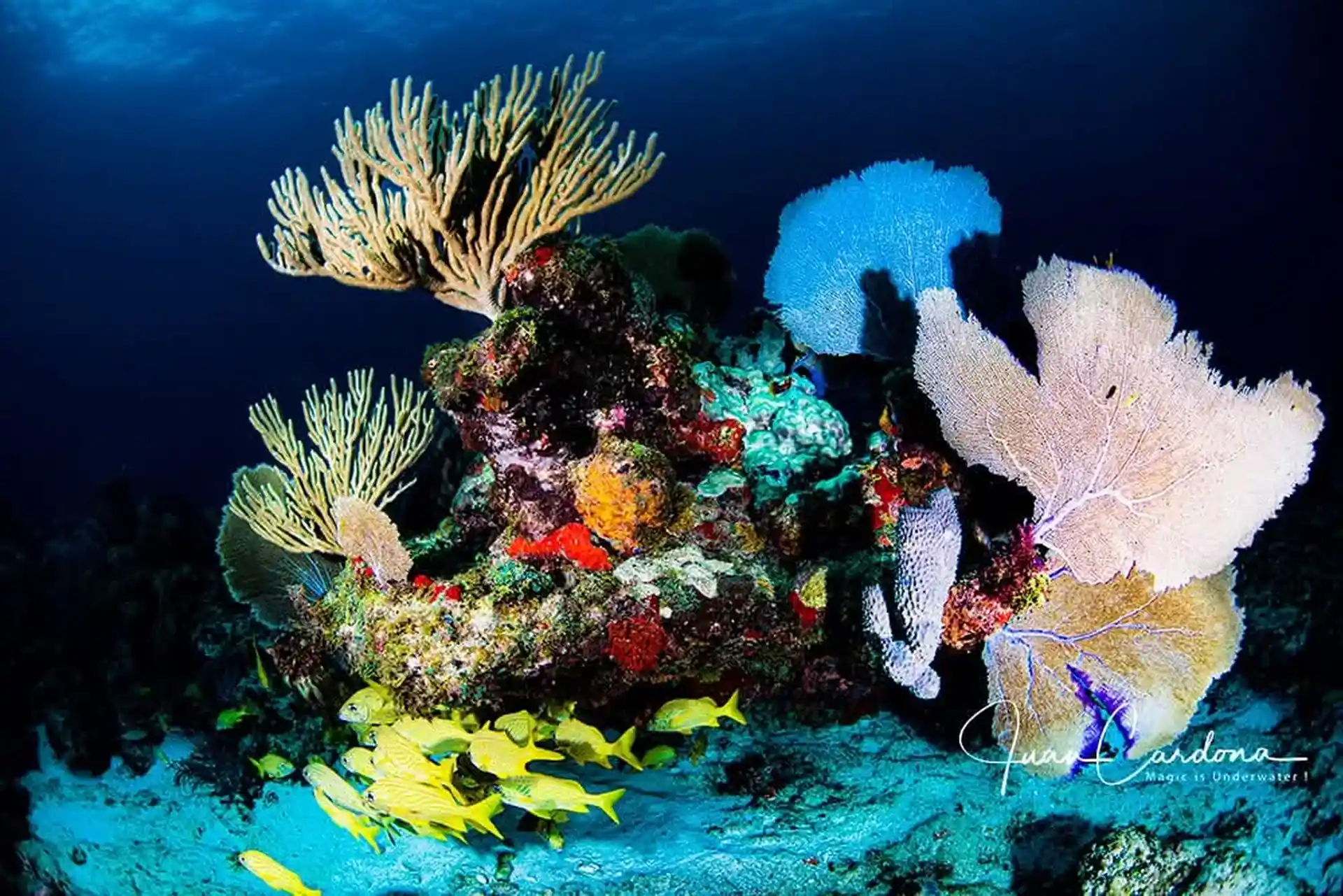 Marine life snorkeling
