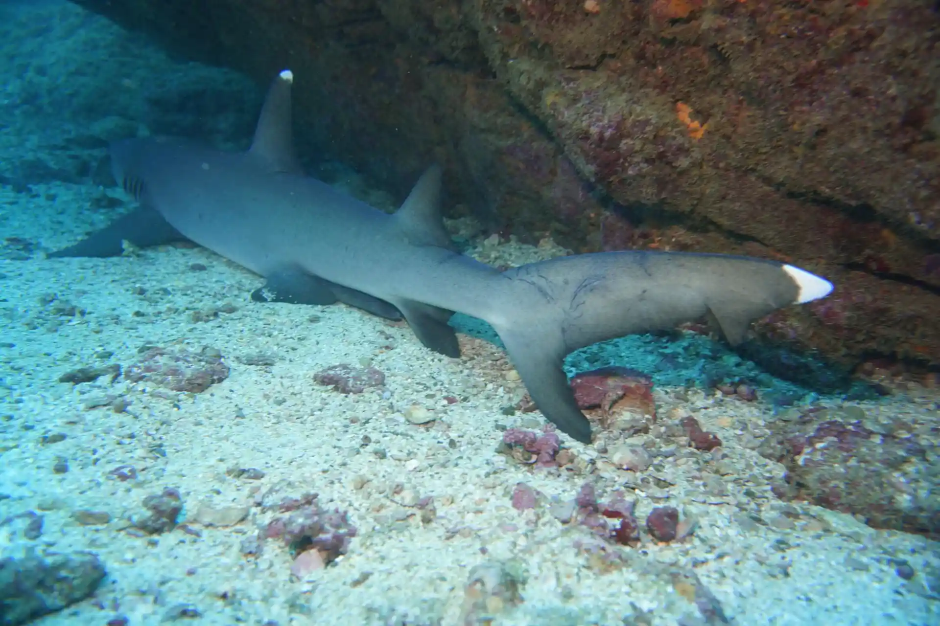 Photo du site de plongée