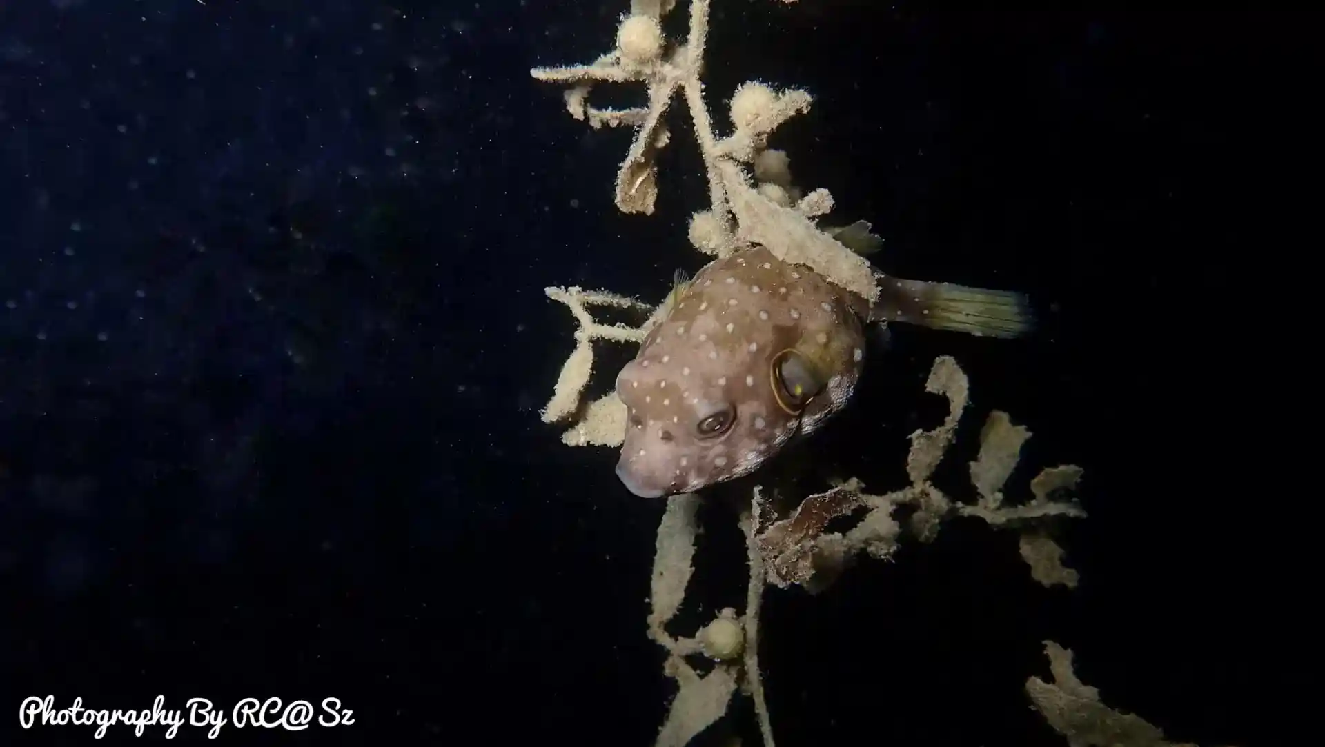 Foto des Tauchplatzes