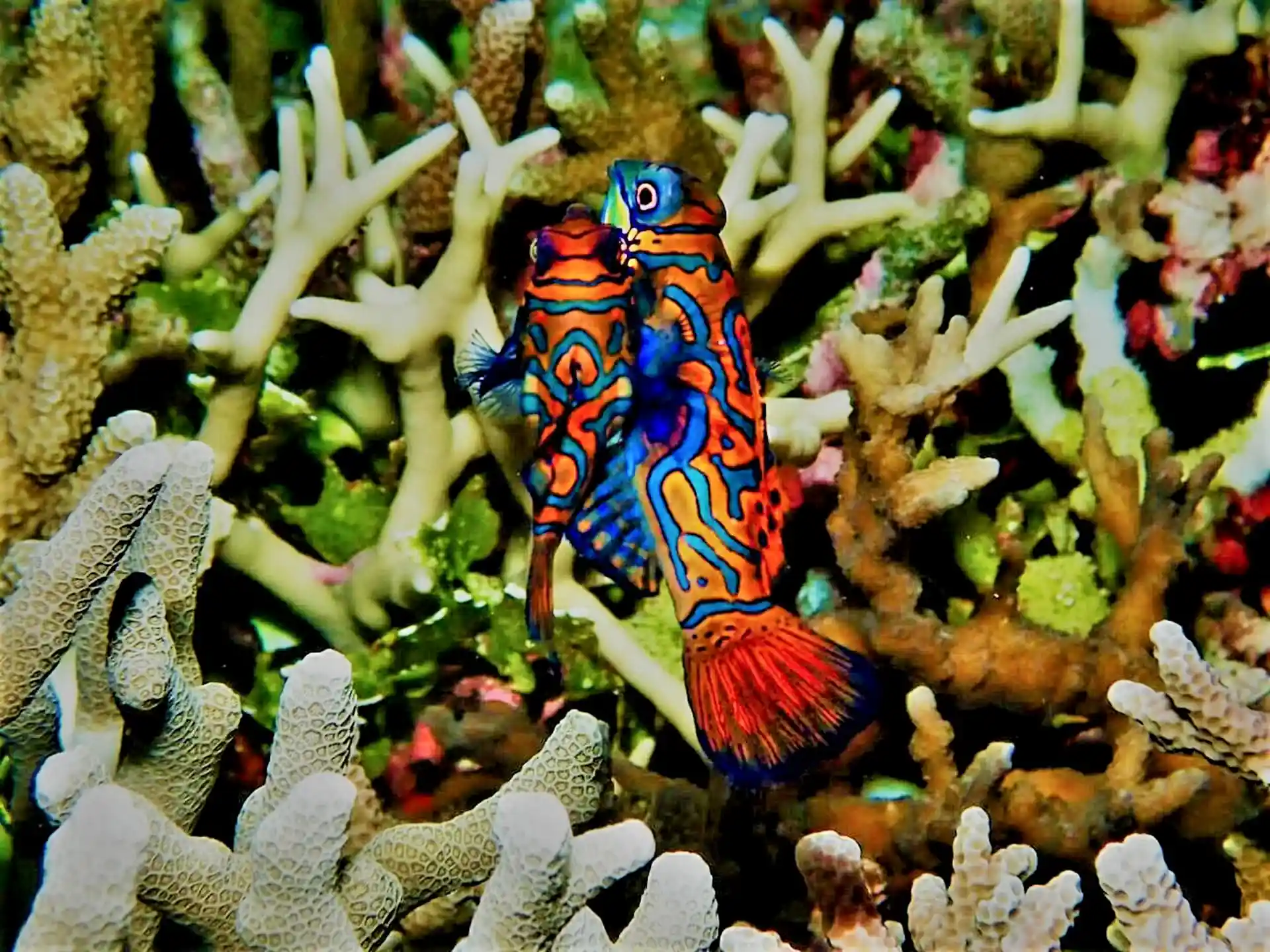 Mandarine Fish