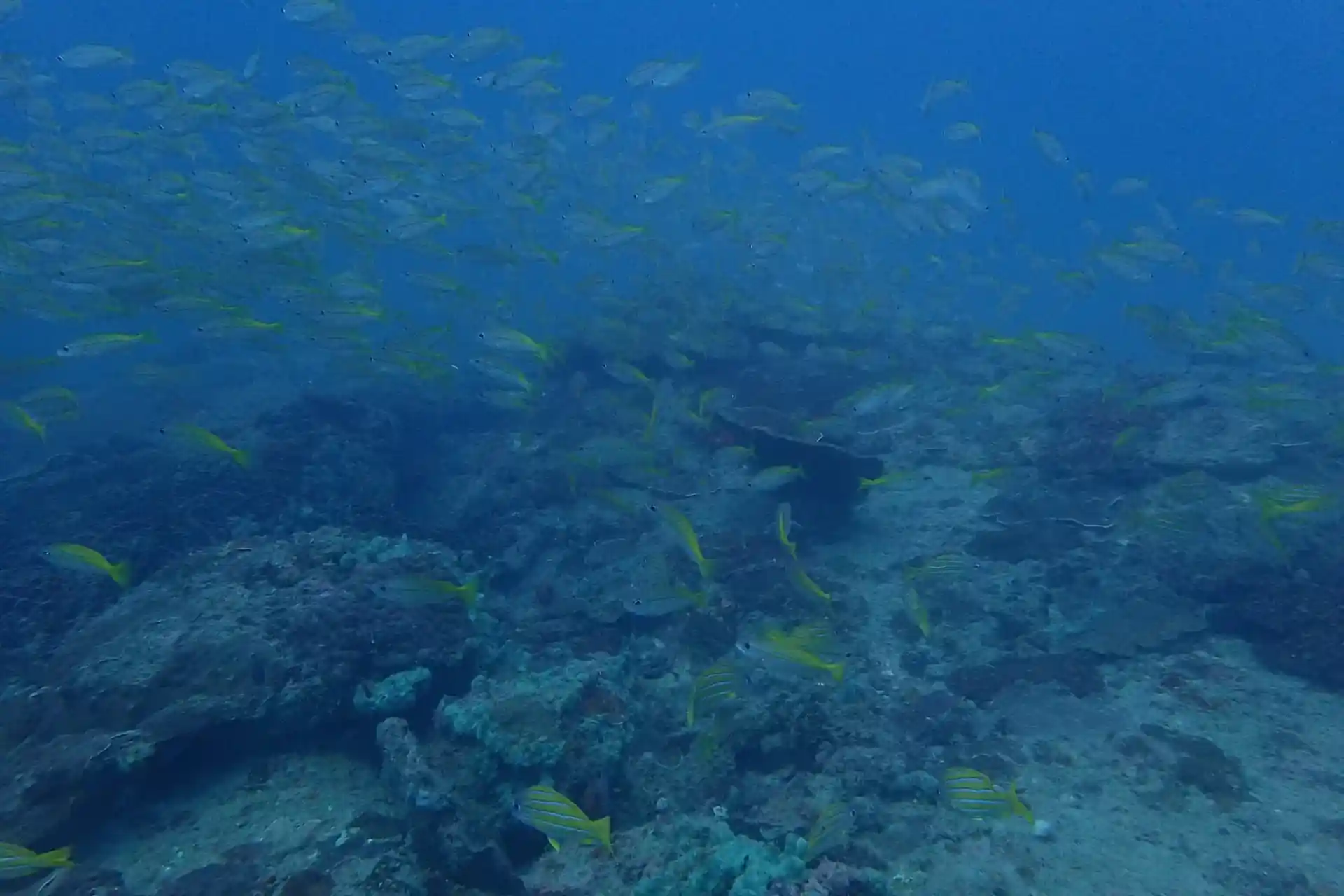 Dive site photo