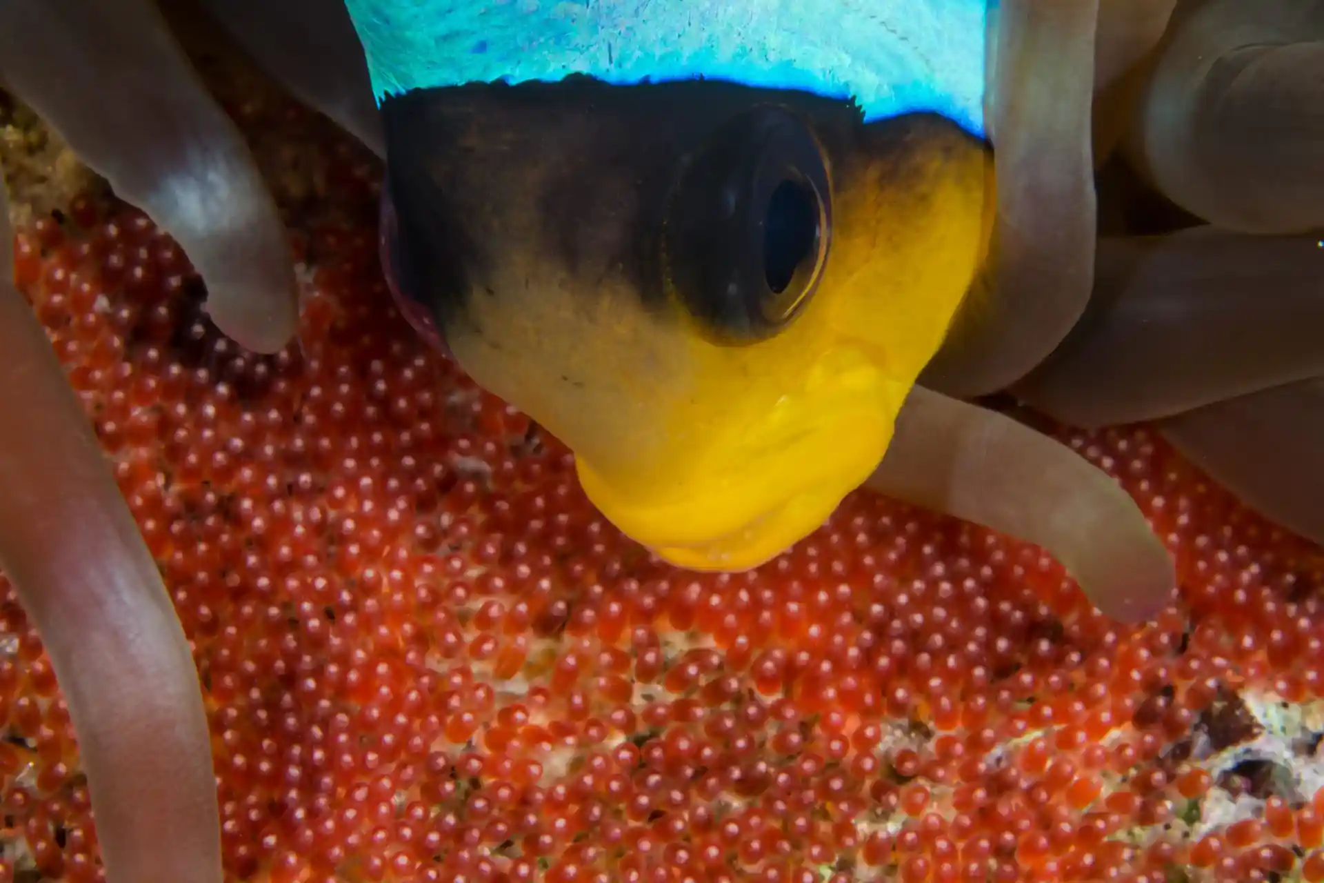 Photo du site de plongée