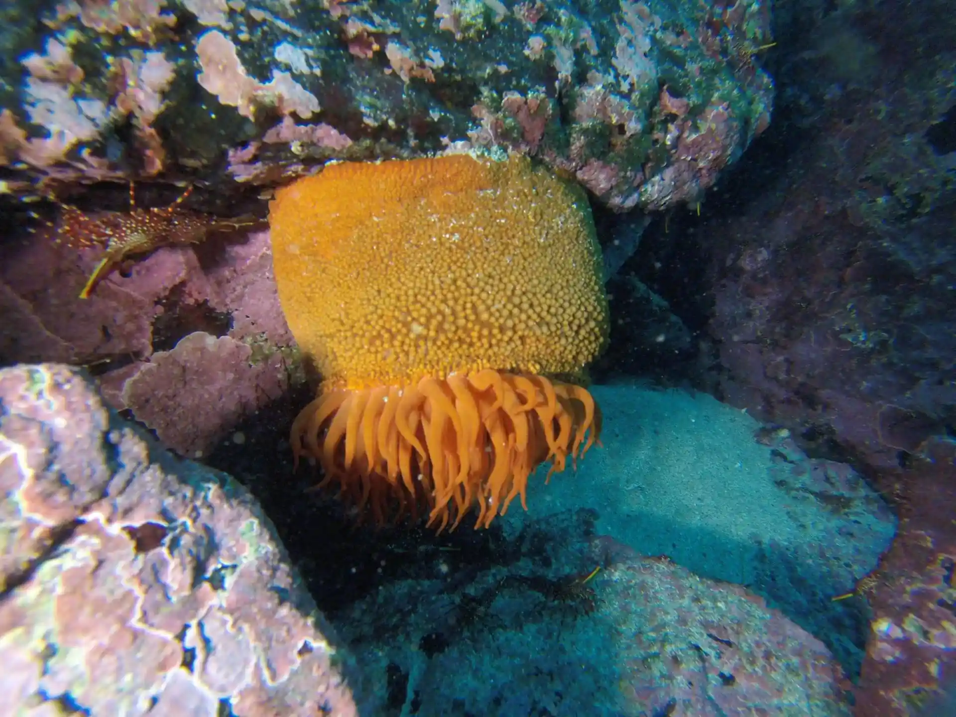 Foto de la tienda de buceo