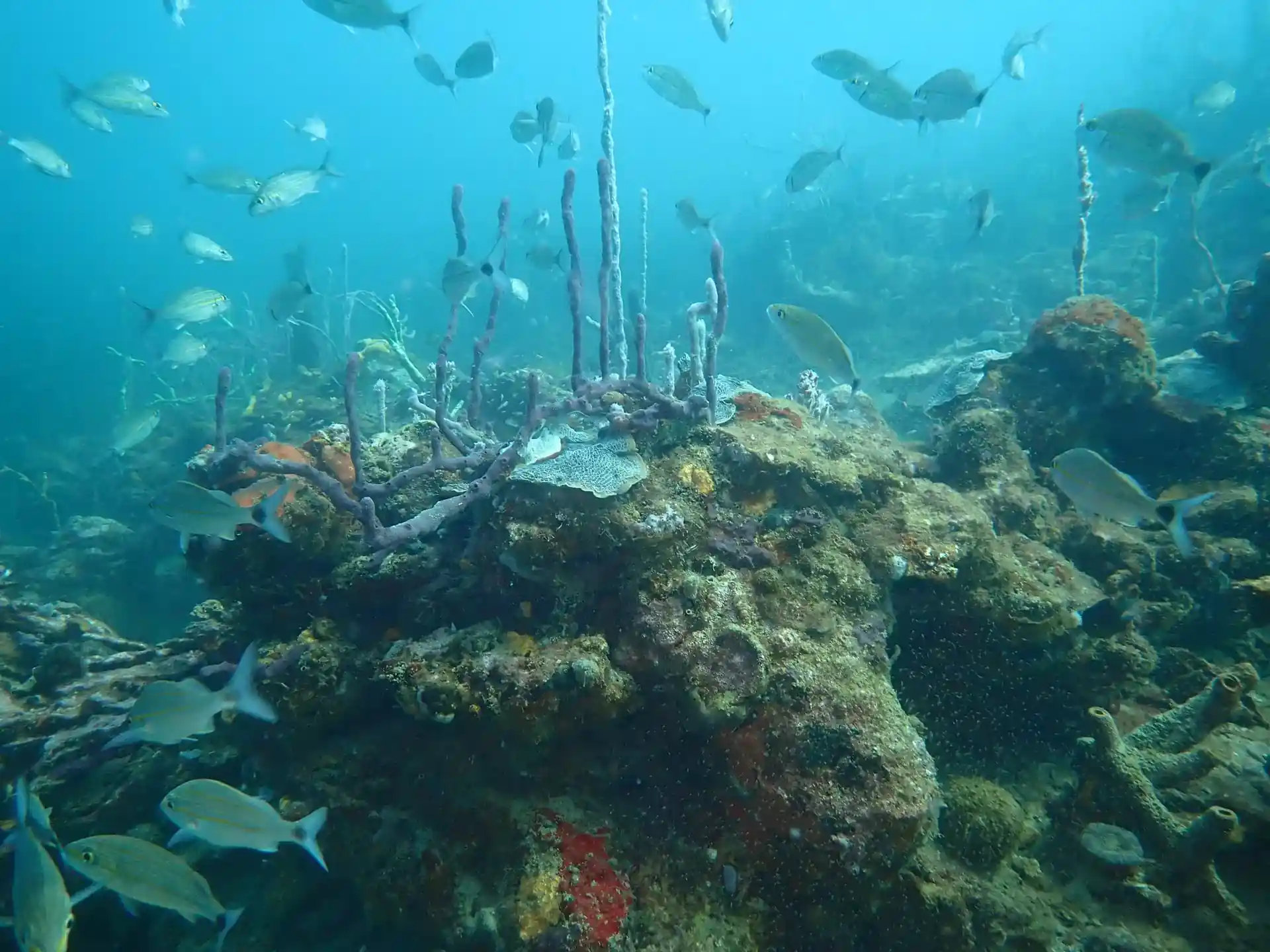 Dive site photo