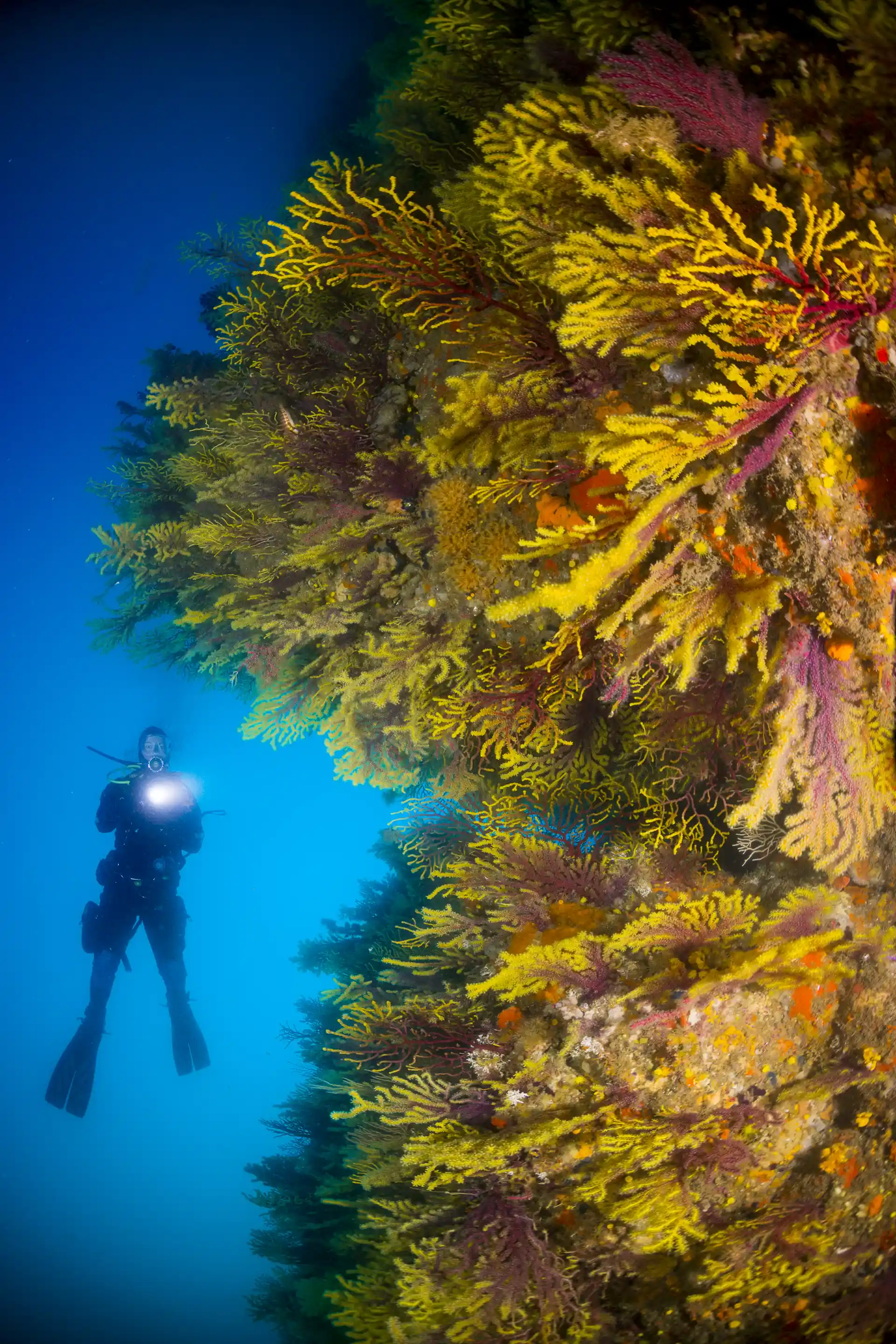 Main part of the course will need a good bouyancy to explore the reefs