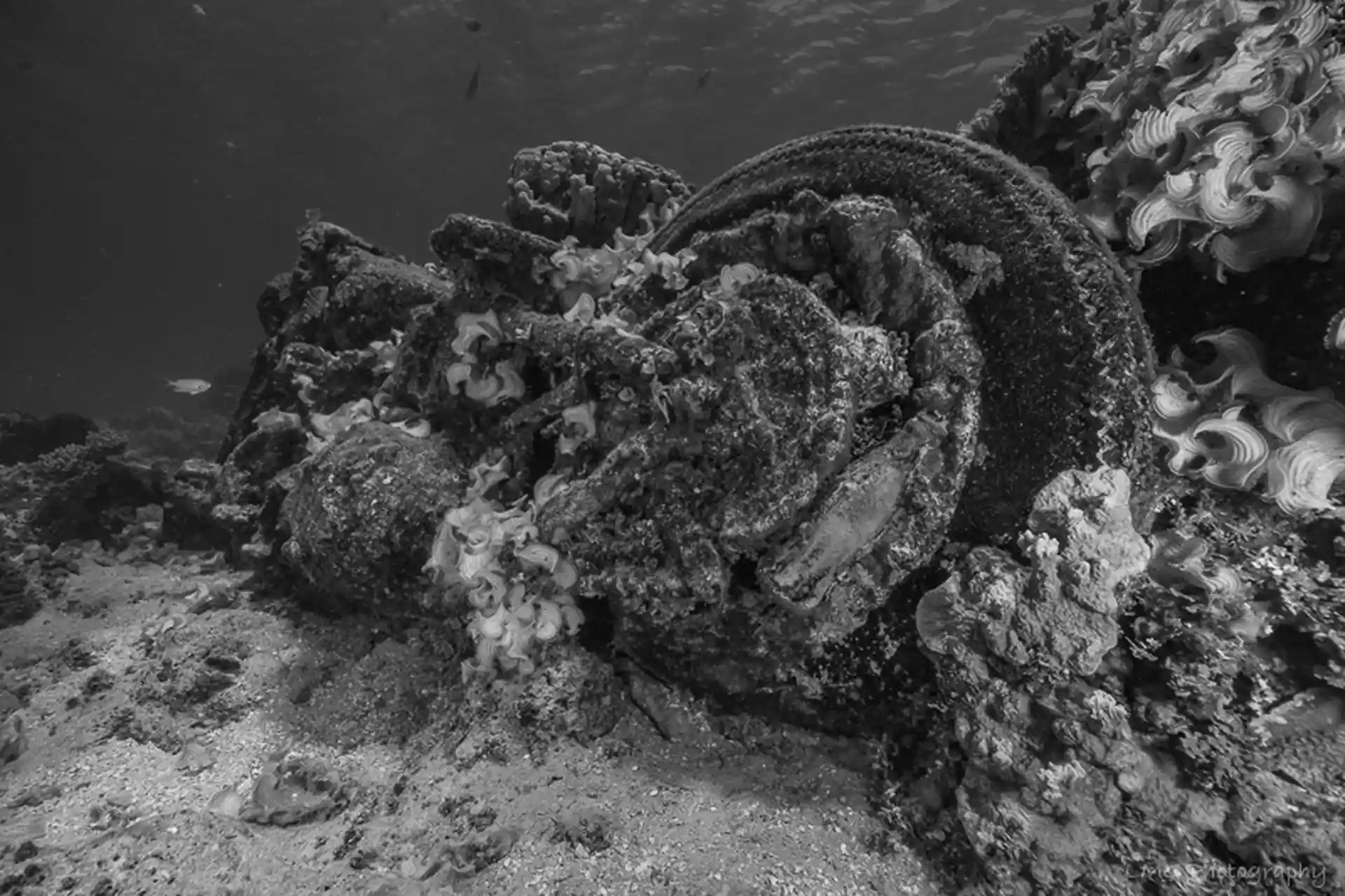 Photo du site de plongée