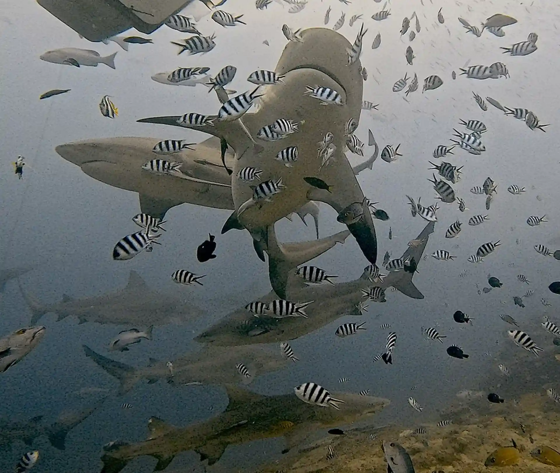 Dive site photo