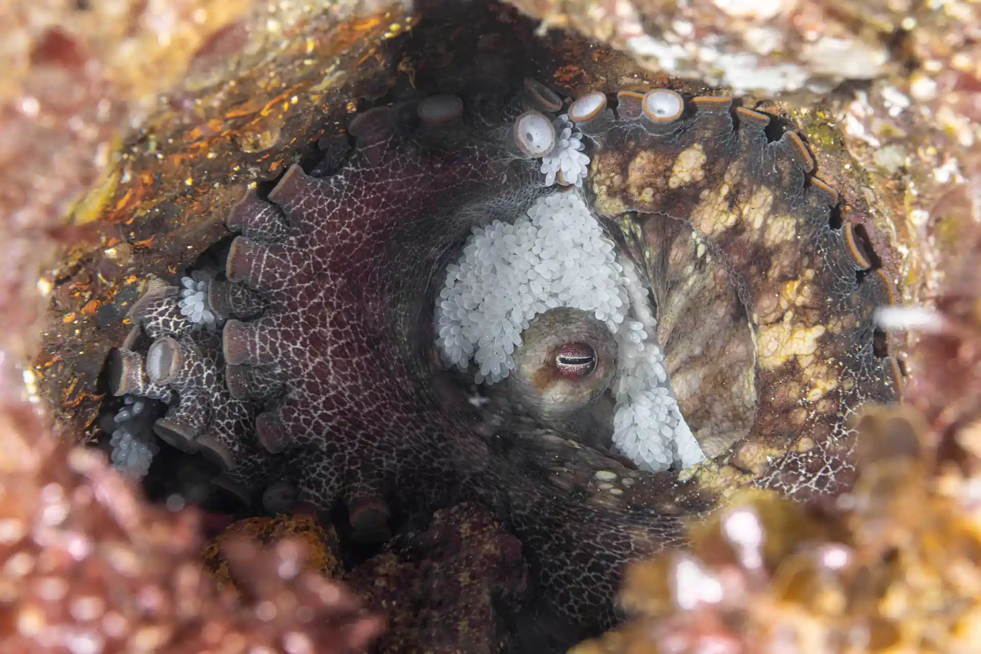 Two-spotted octopus clutching her eggs.
