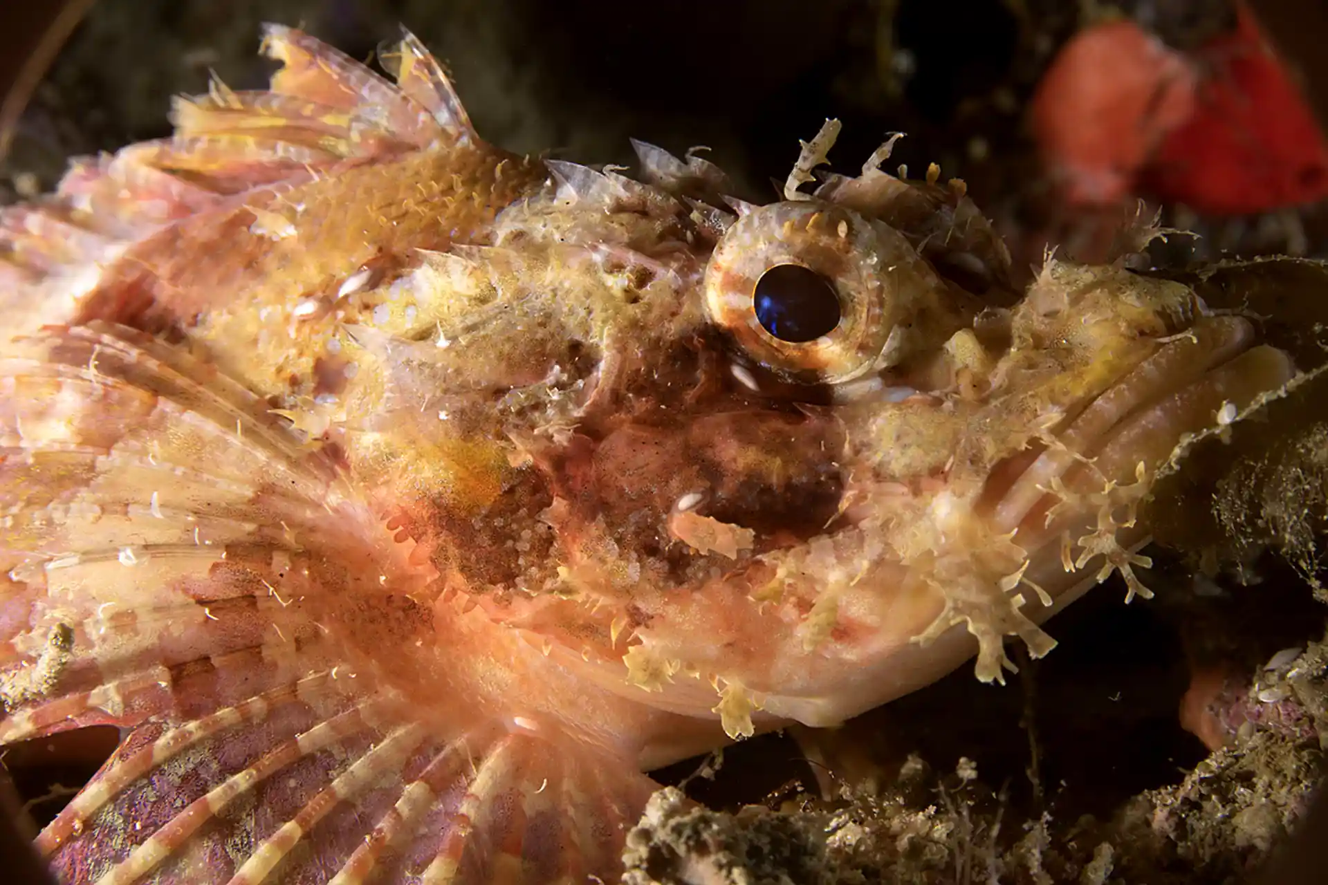 Photo du site de plongée