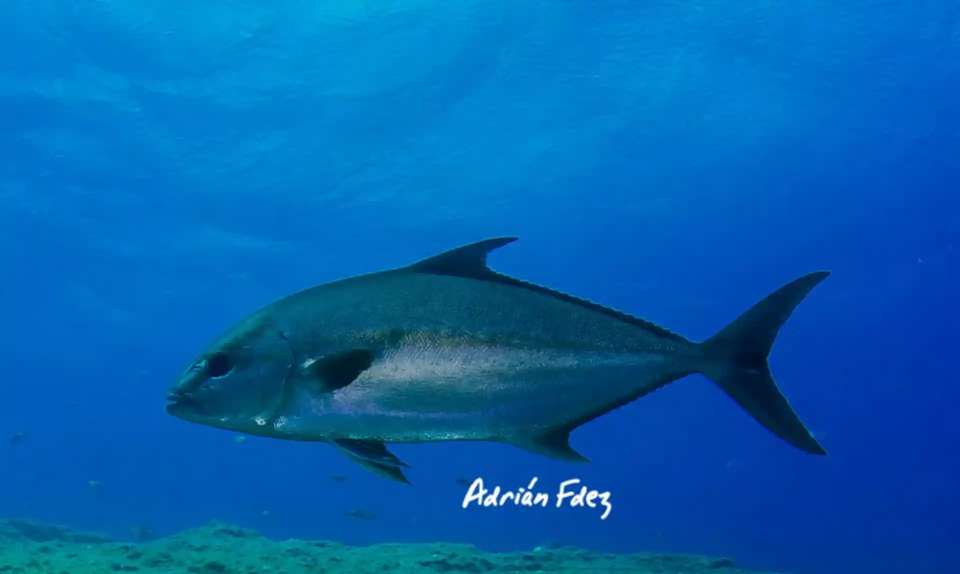 Foto del sitio de buceo