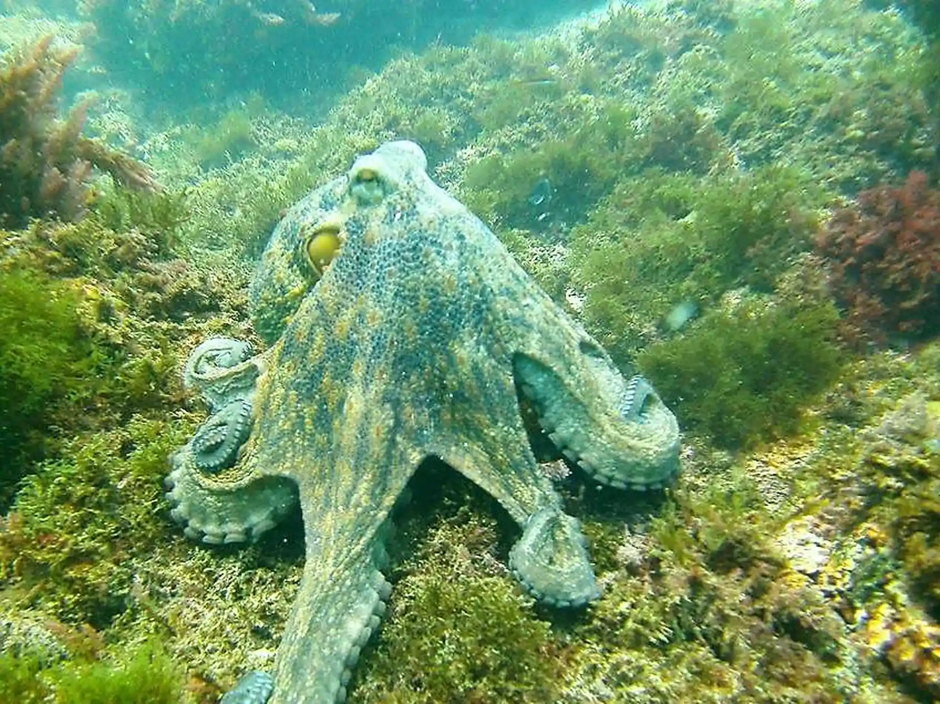 Duikwinkel foto