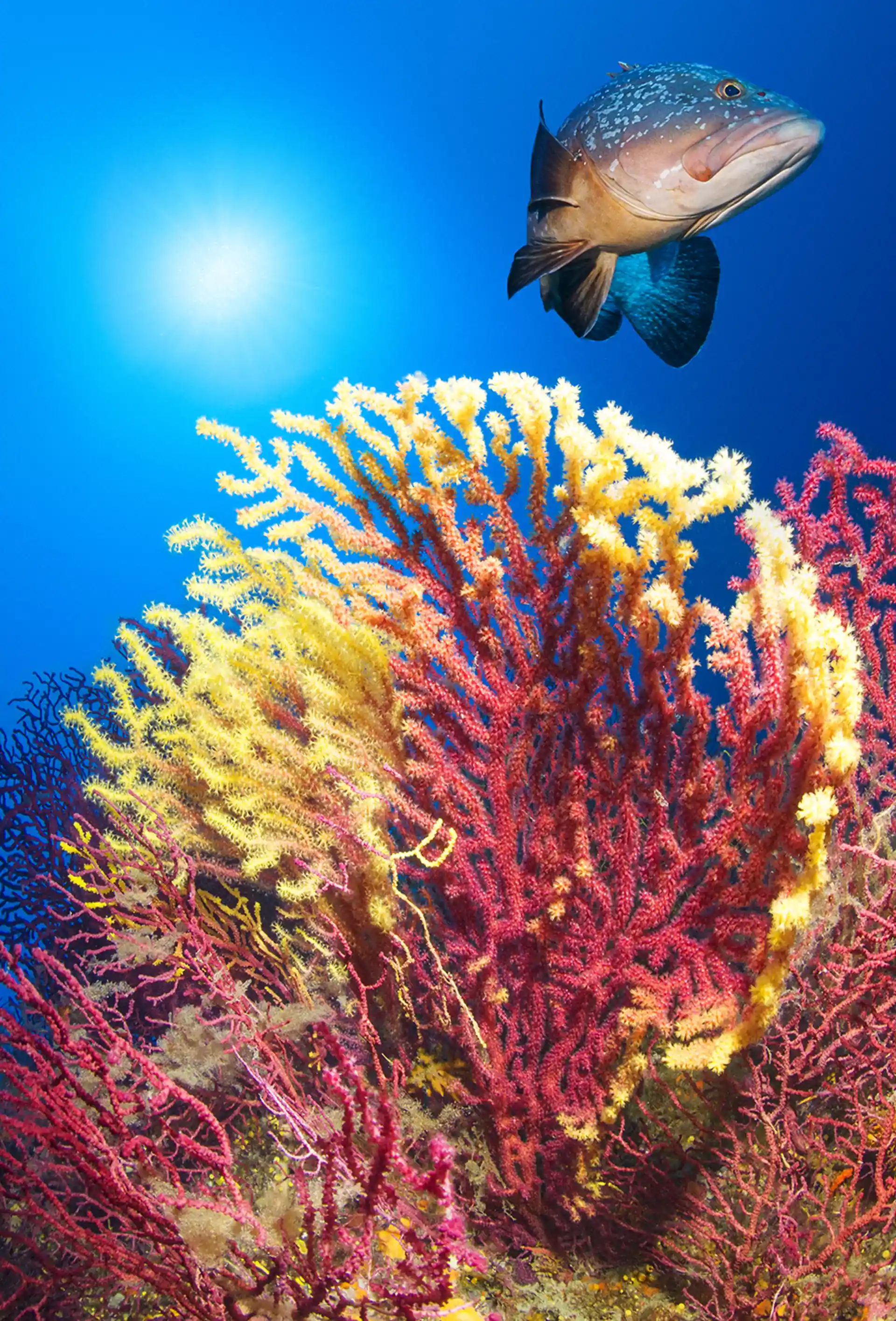 ダイビングサイトの写真